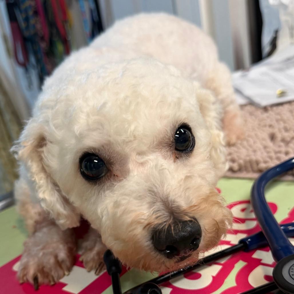 Pop, a Adoptable Bichon Frise in West Chester, PA image 4/4