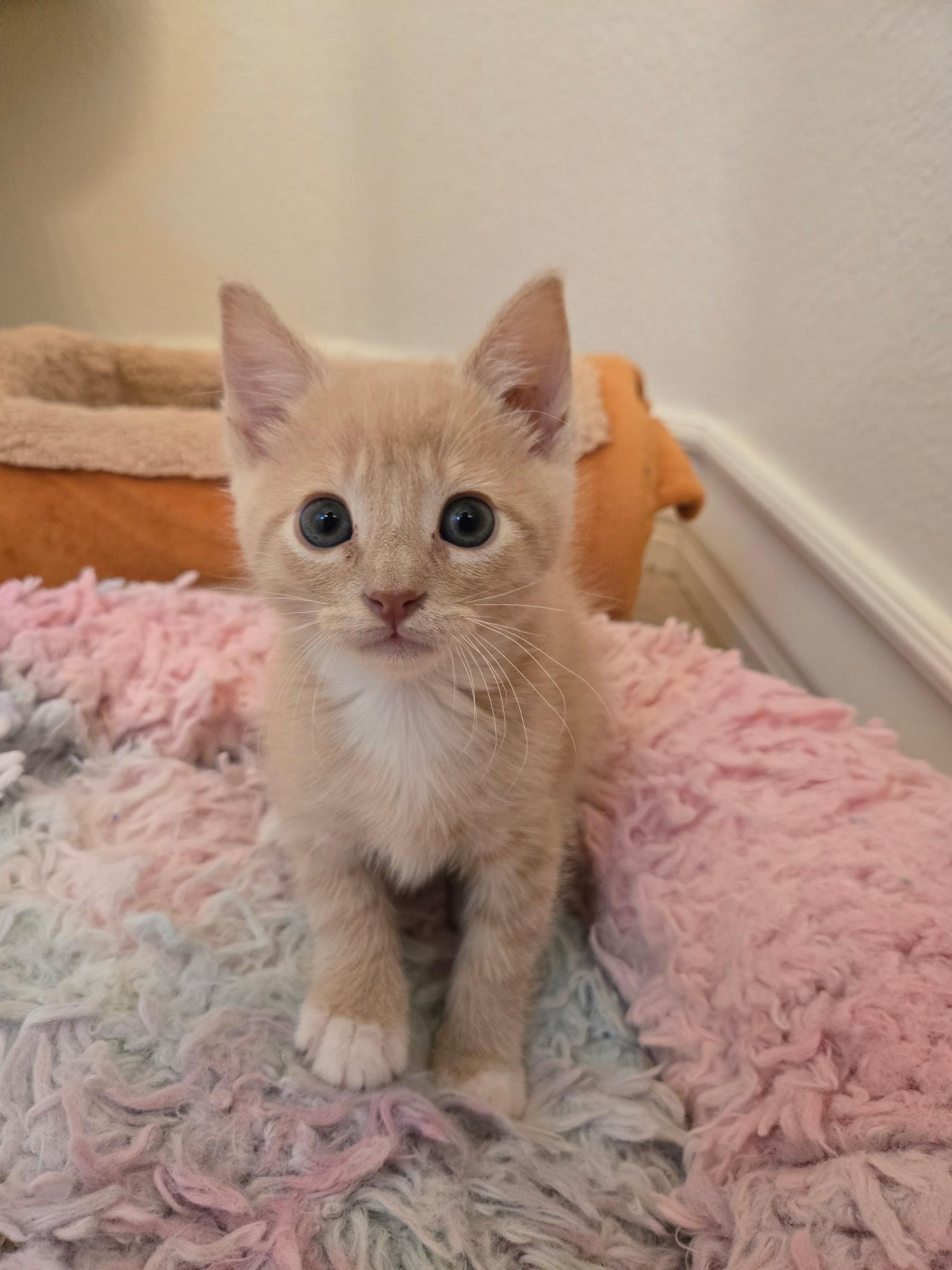 Enlarge Murphy , an adopted Domestic Short Hair in Pacific Palisades, CA image 5/6