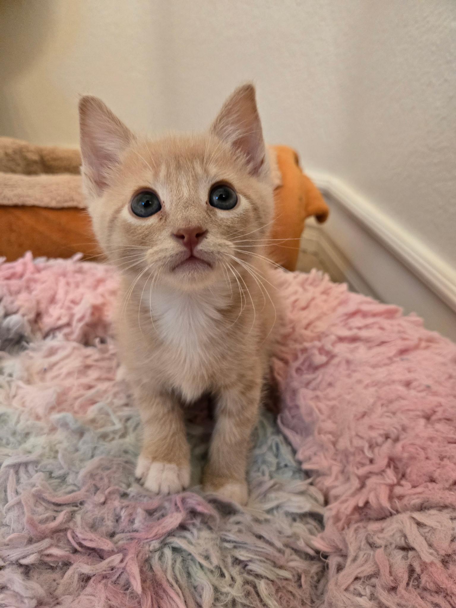Enlarge Murphy , an adopted Domestic Short Hair in Pacific Palisades, CA image 4/6