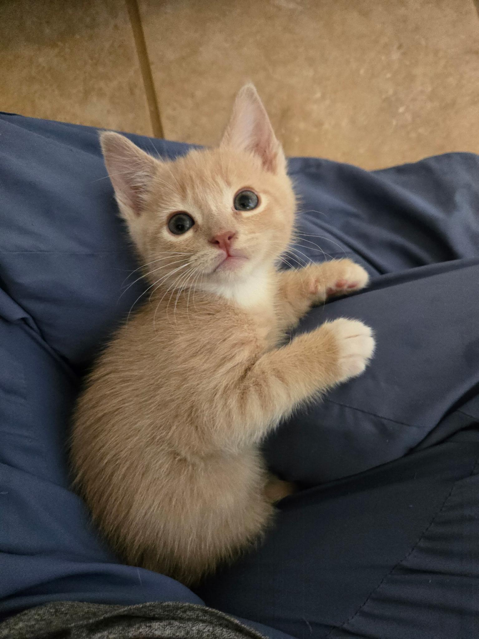 Enlarge Murphy , an adopted Domestic Short Hair in Pacific Palisades, CA image 3/6