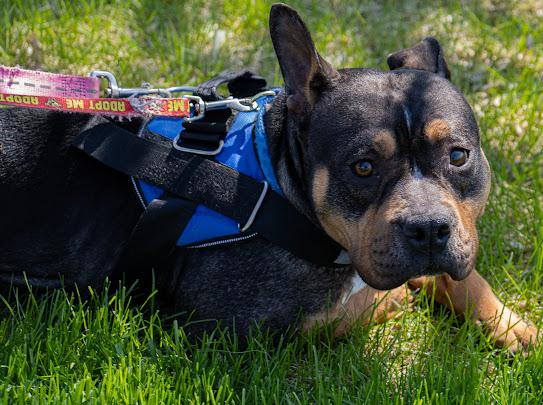 Vivian, Adoptable, Adult Female Bulldog.