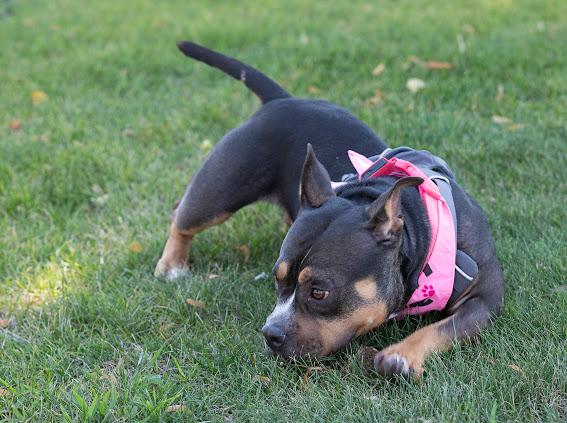 Vivian, an adoptable mixed breed in Farmington, MN image 2/6