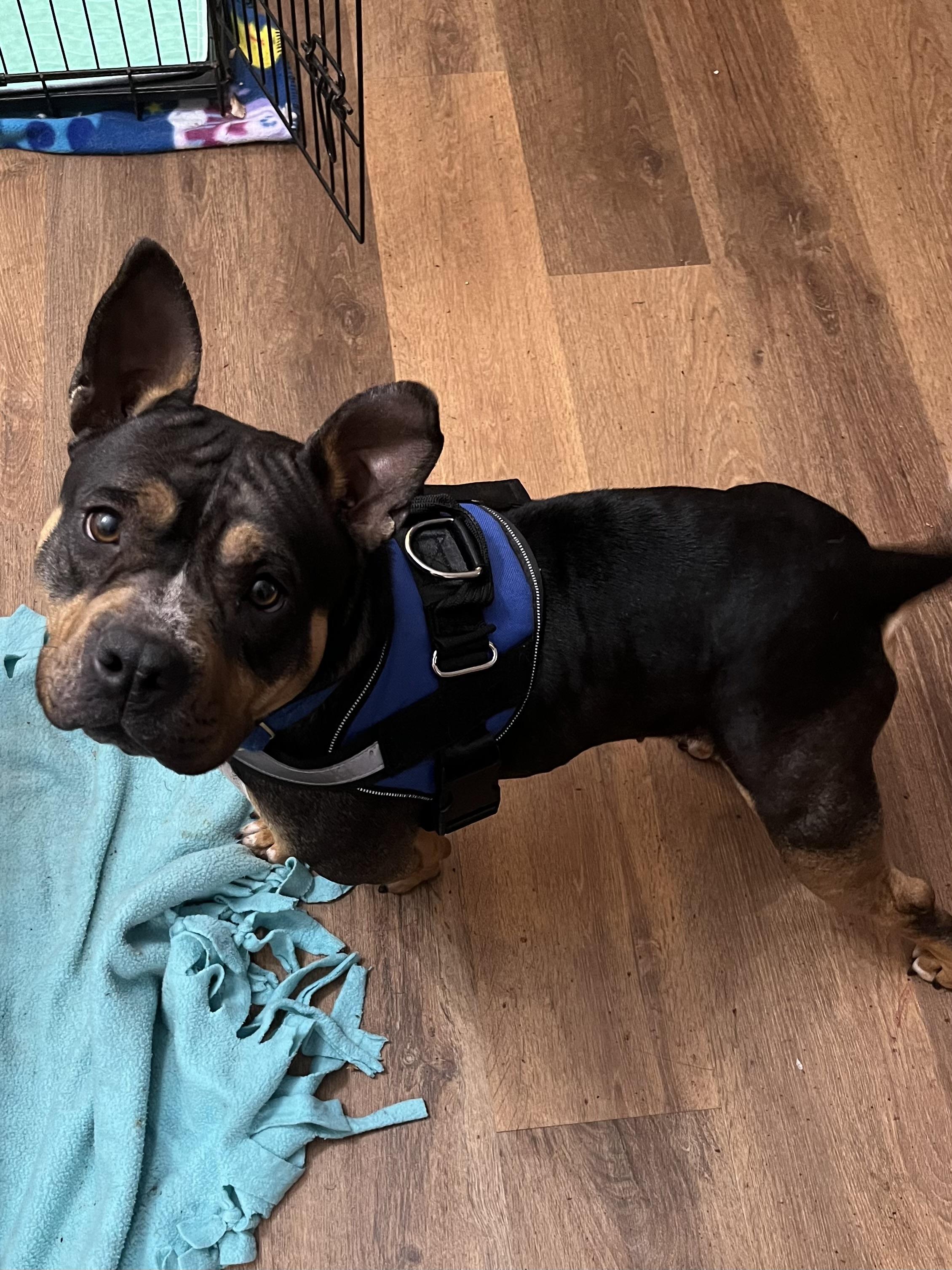 Enlarge Vivian, a Adoptable mixed breed in Farmington, MN image 3/3