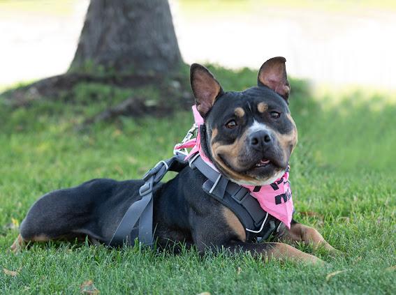 Vivian, an adoptable mixed breed in Farmington, MN image 3/6