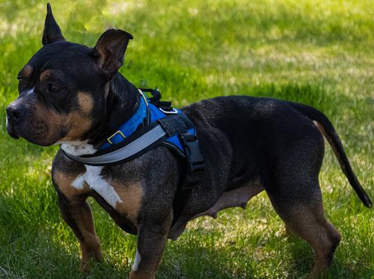 Vivian, a Adoptable mixed breed in Farmington, MN image 3/6