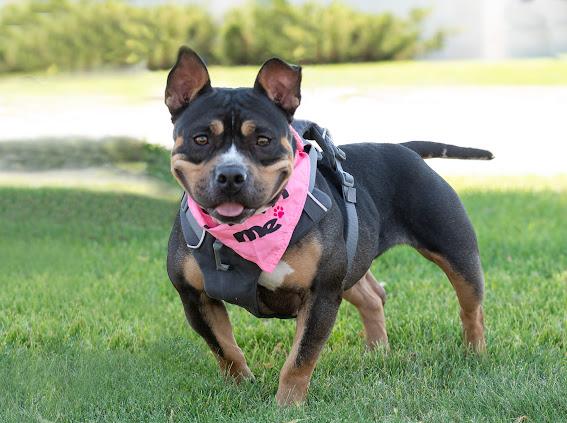 Vivian, an adoptable mixed breed in Farmington, MN image 1/6