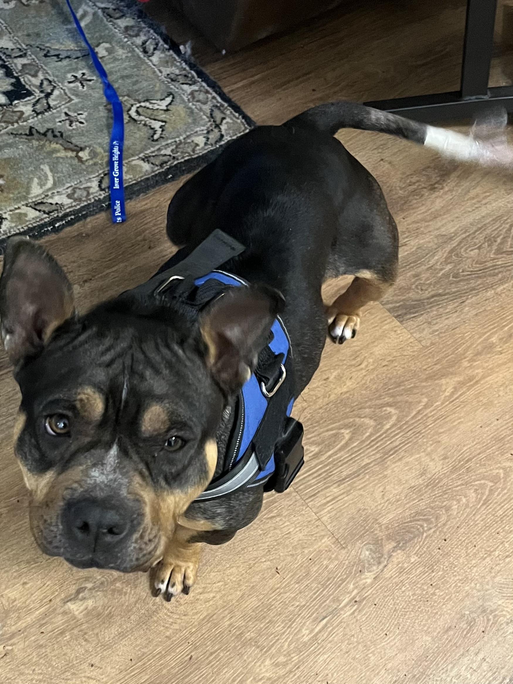 Enlarge Vivian, a Adoptable mixed breed in Farmington, MN image 2/3