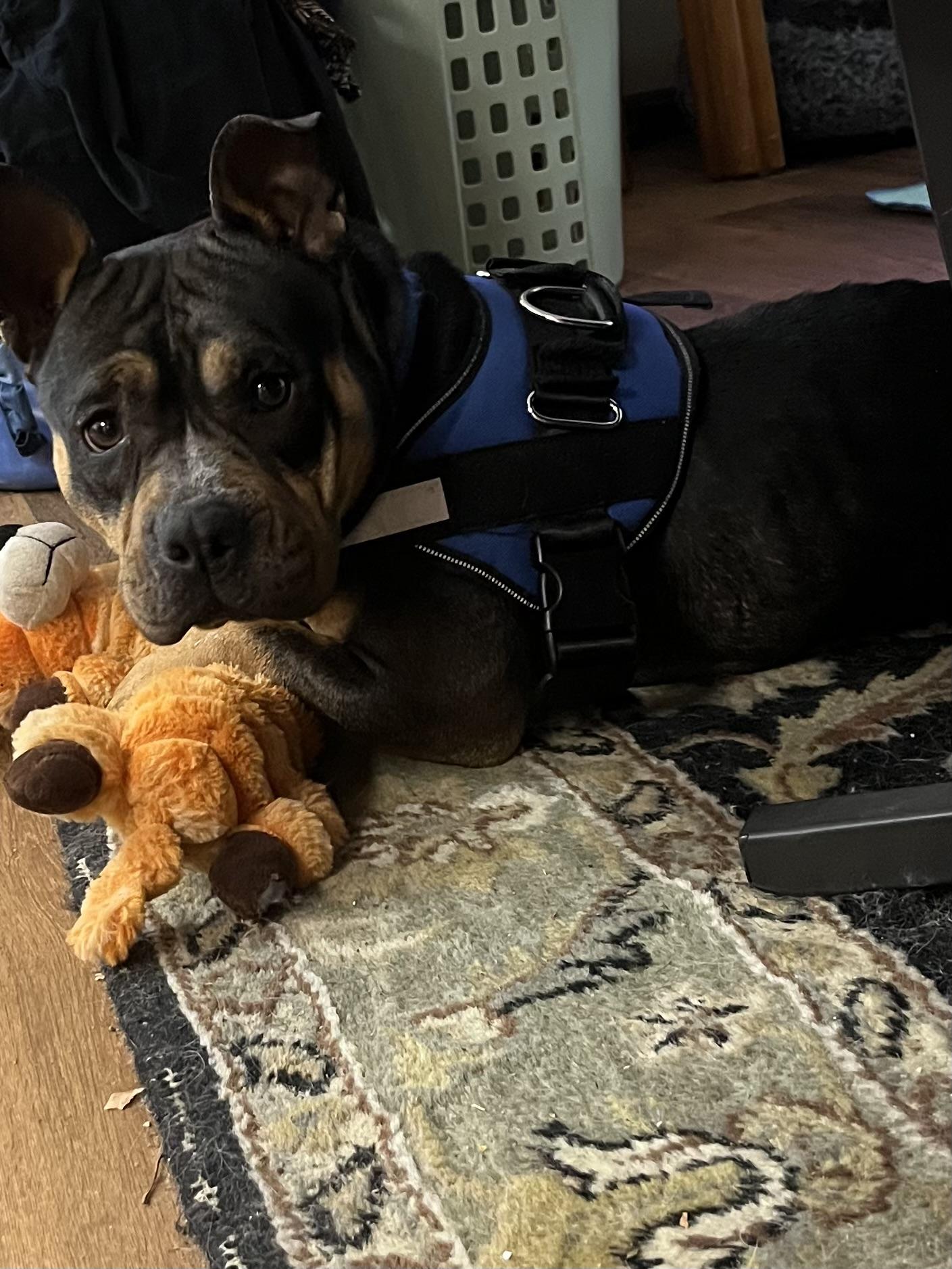 Enlarge Vivian, a Adoptable mixed breed in Farmington, MN image 1/3