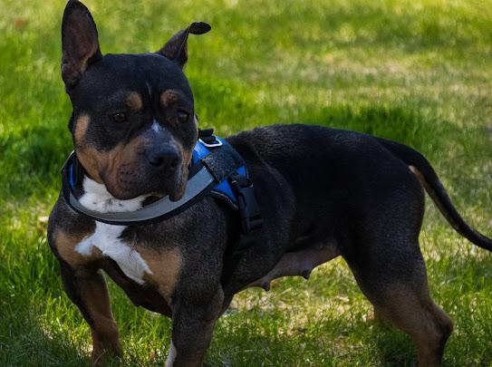 Vivian, a Adoptable mixed breed in Farmington, MN image 2/6