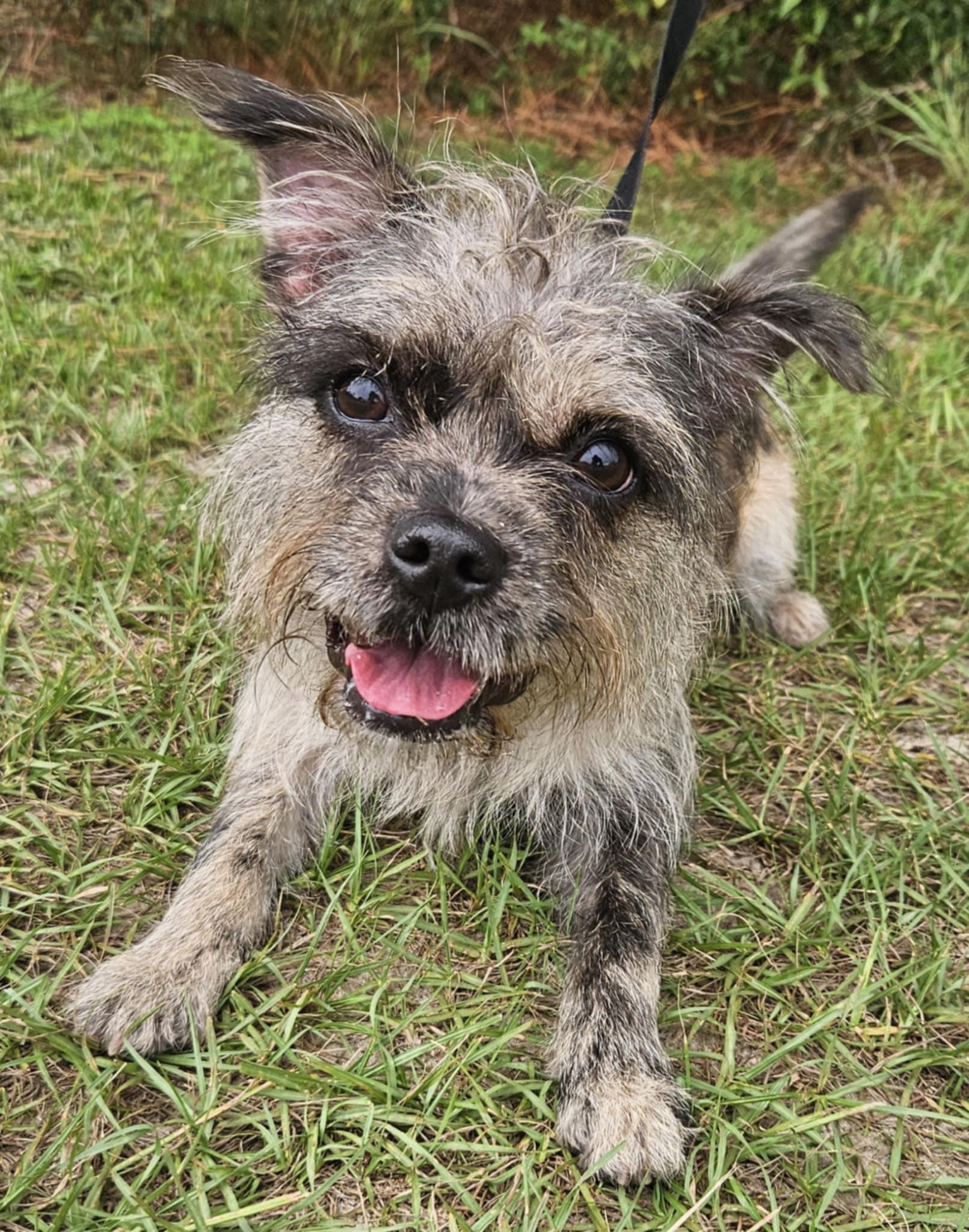 Angel, Young Female Shih Tzu