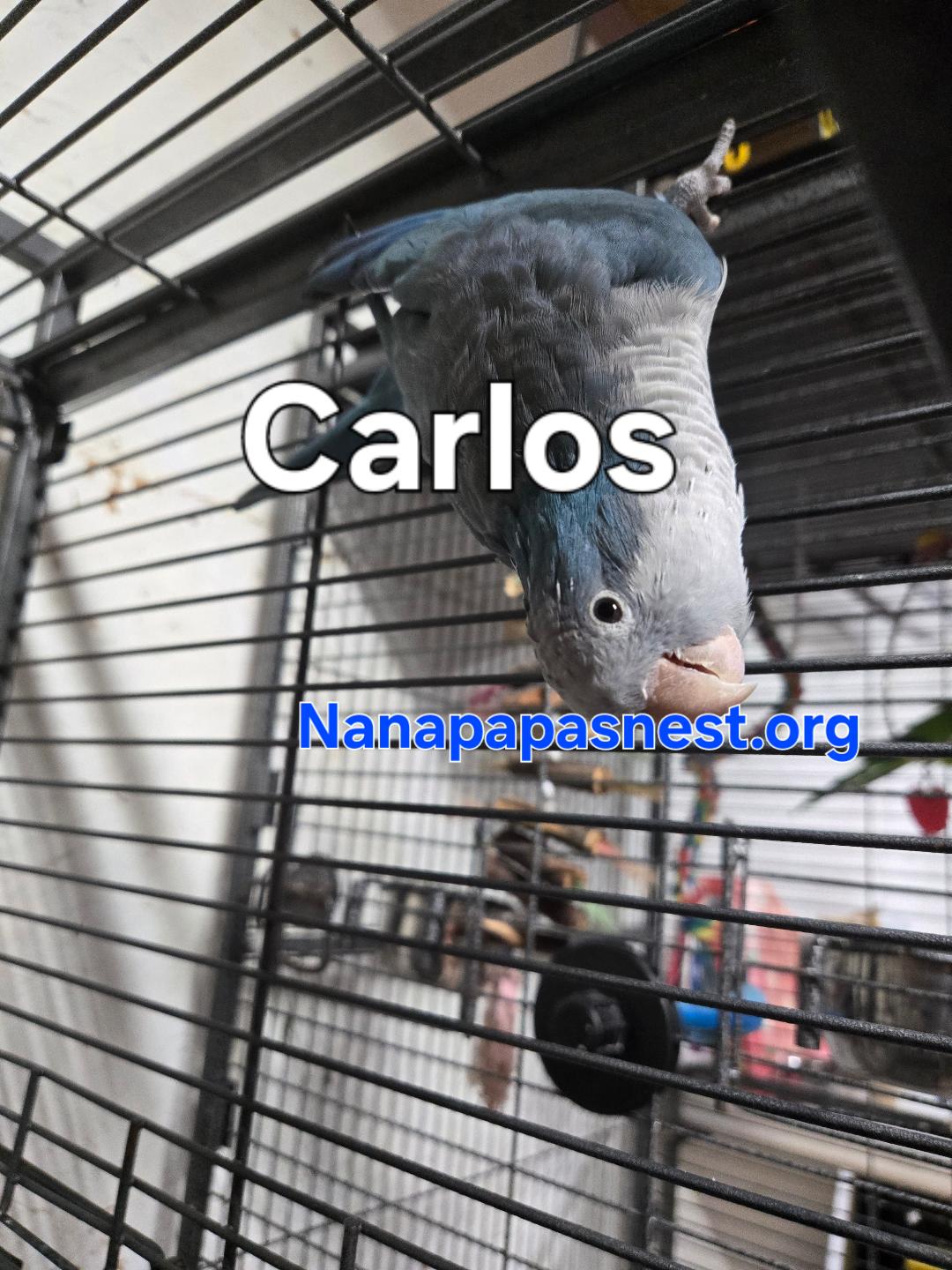 Enlarge Carlos, a Adoptable Quaker Parakeet in Wakefield, VA image 1/1