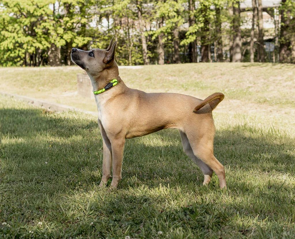 Joie, Adoptable, Adult Female Mixed Breed.