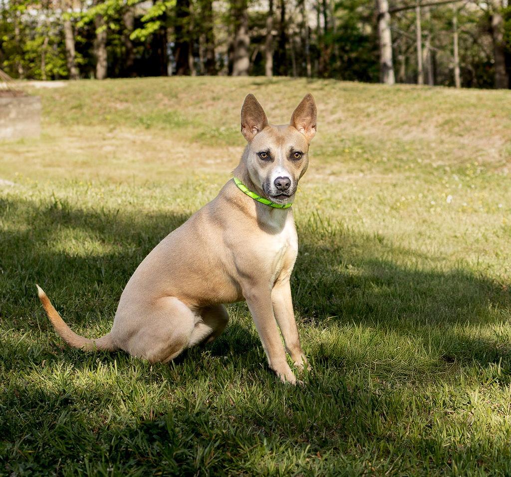 Enlarge Joie, a Adoptable Mixed Breed in Durham, NC image 2/3