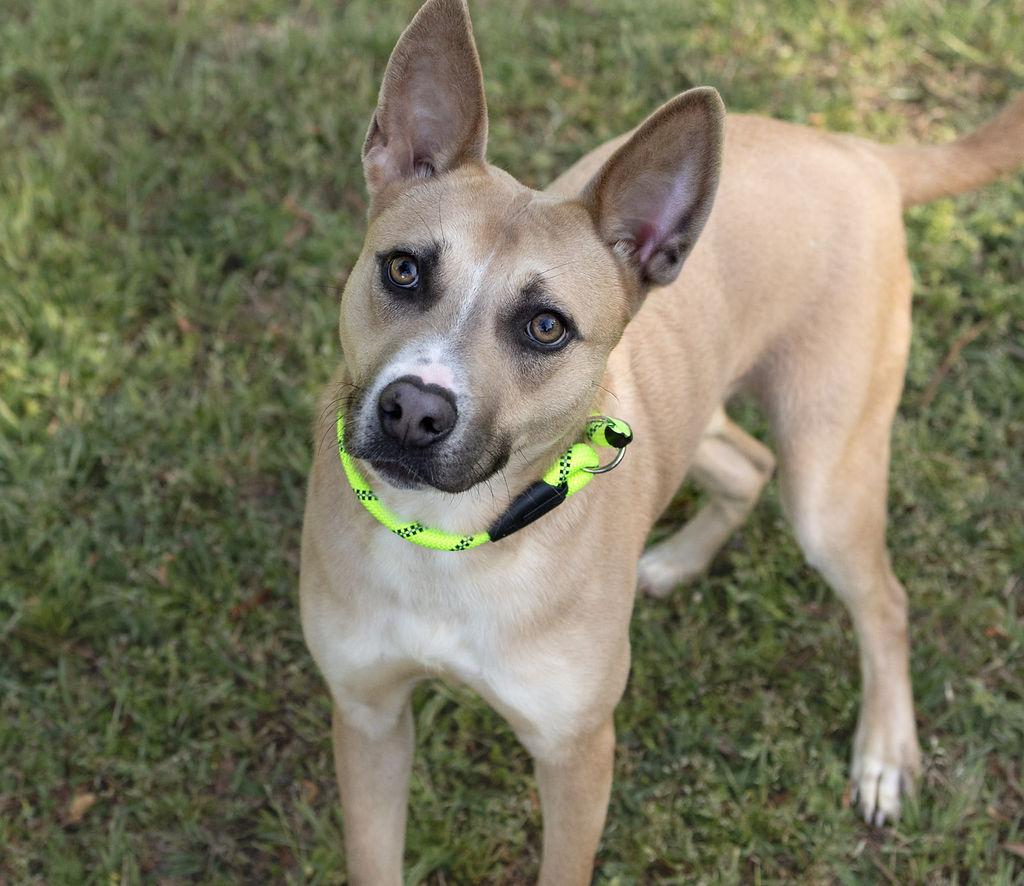 Enlarge Joie, a Adoptable Mixed Breed in Durham, NC image 3/3