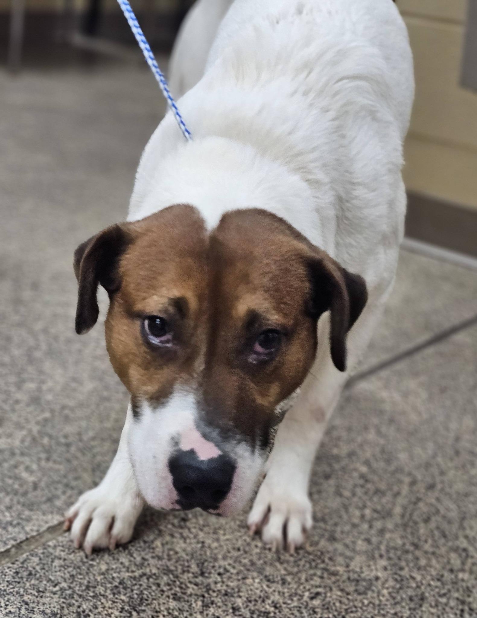 Enlarge Murray, an adopted mixed breed in Fort Payne, AL image 1/5