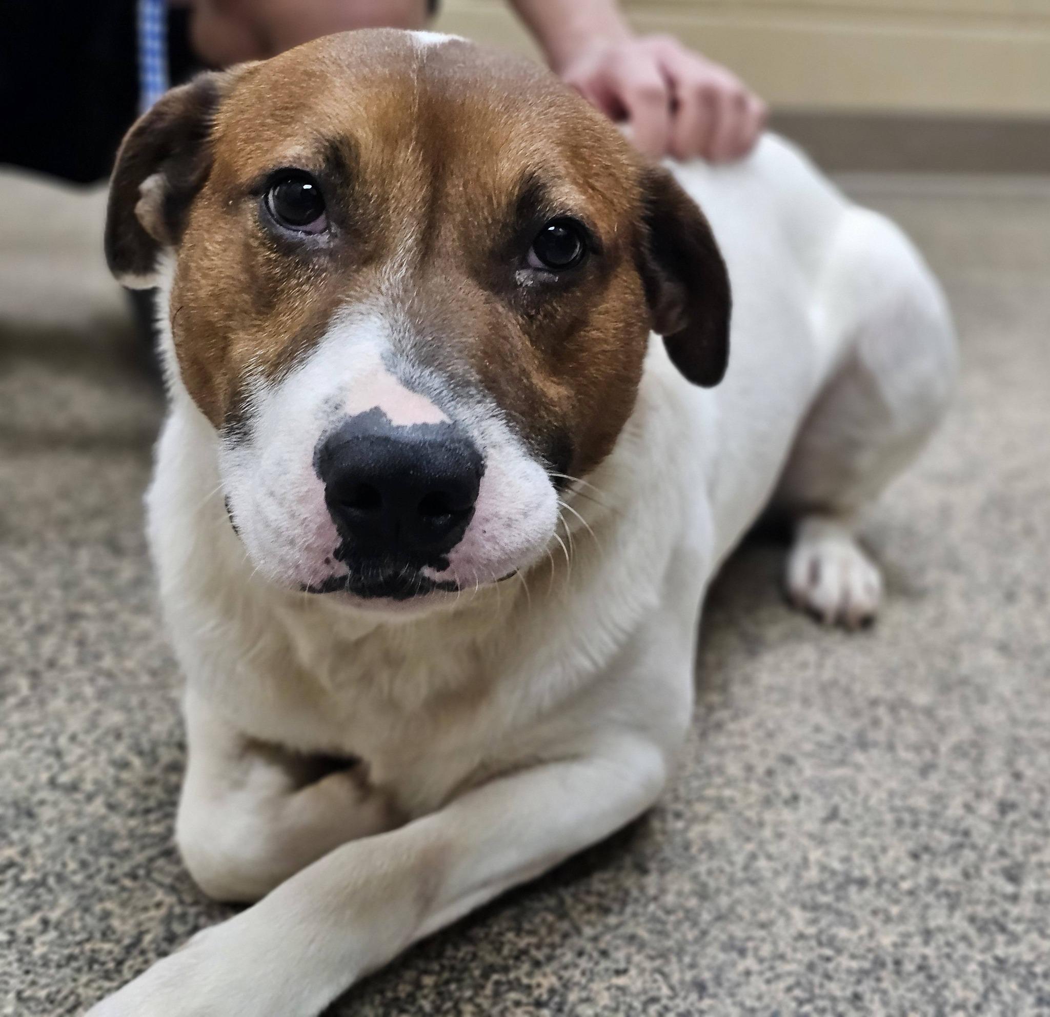 Enlarge Murray, an adopted mixed breed in Fort Payne, AL image 3/5