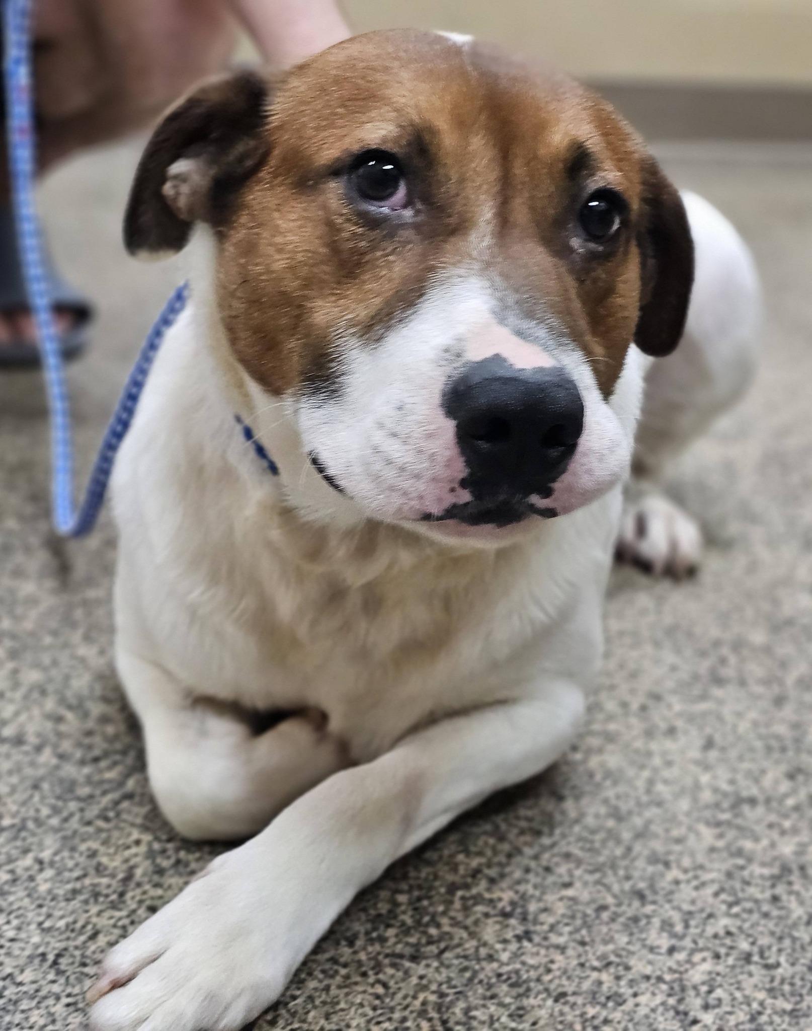 Enlarge Murray, an adopted mixed breed in Fort Payne, AL image 5/5