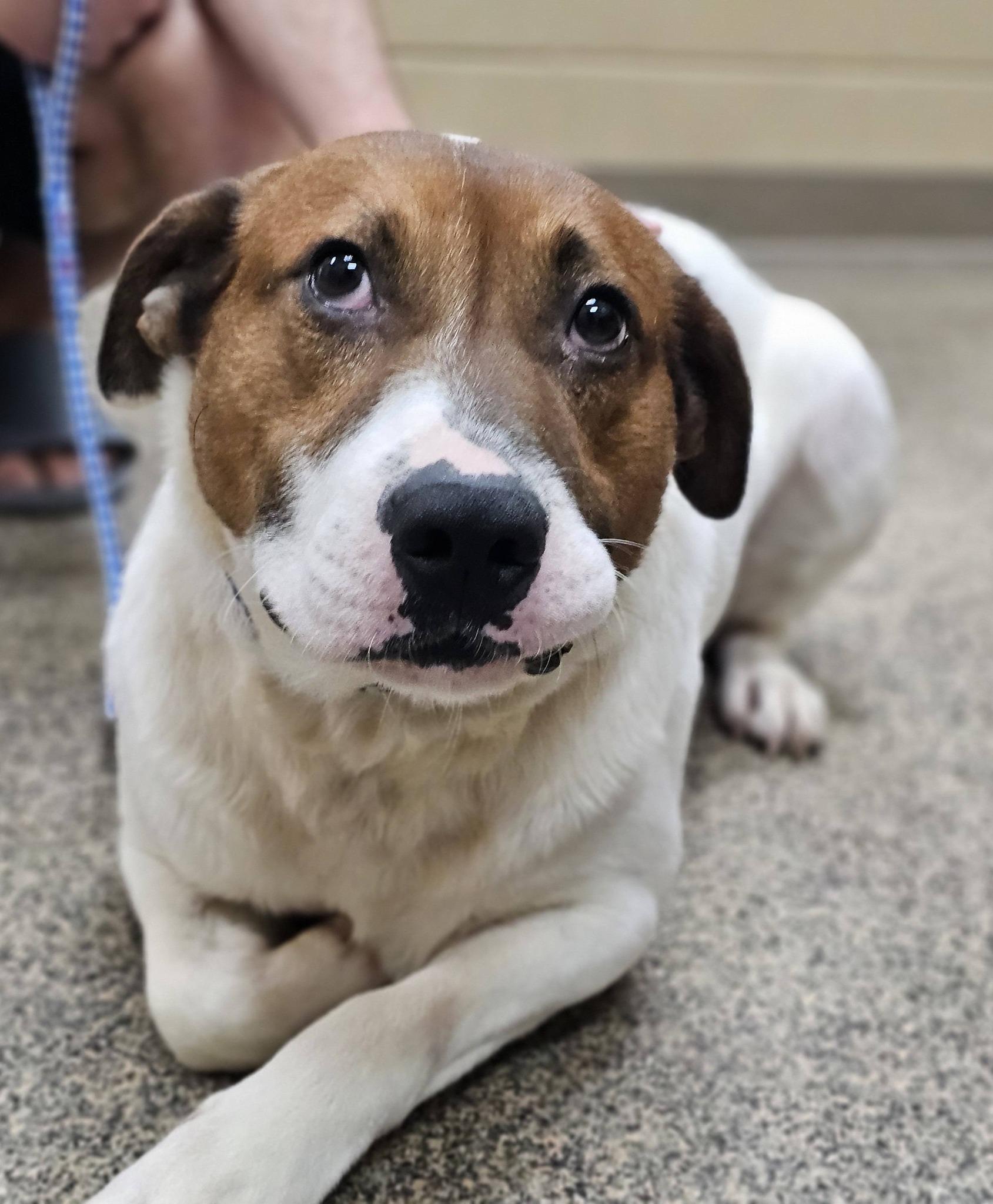 Enlarge Murray, an adopted mixed breed in Fort Payne, AL image 4/5