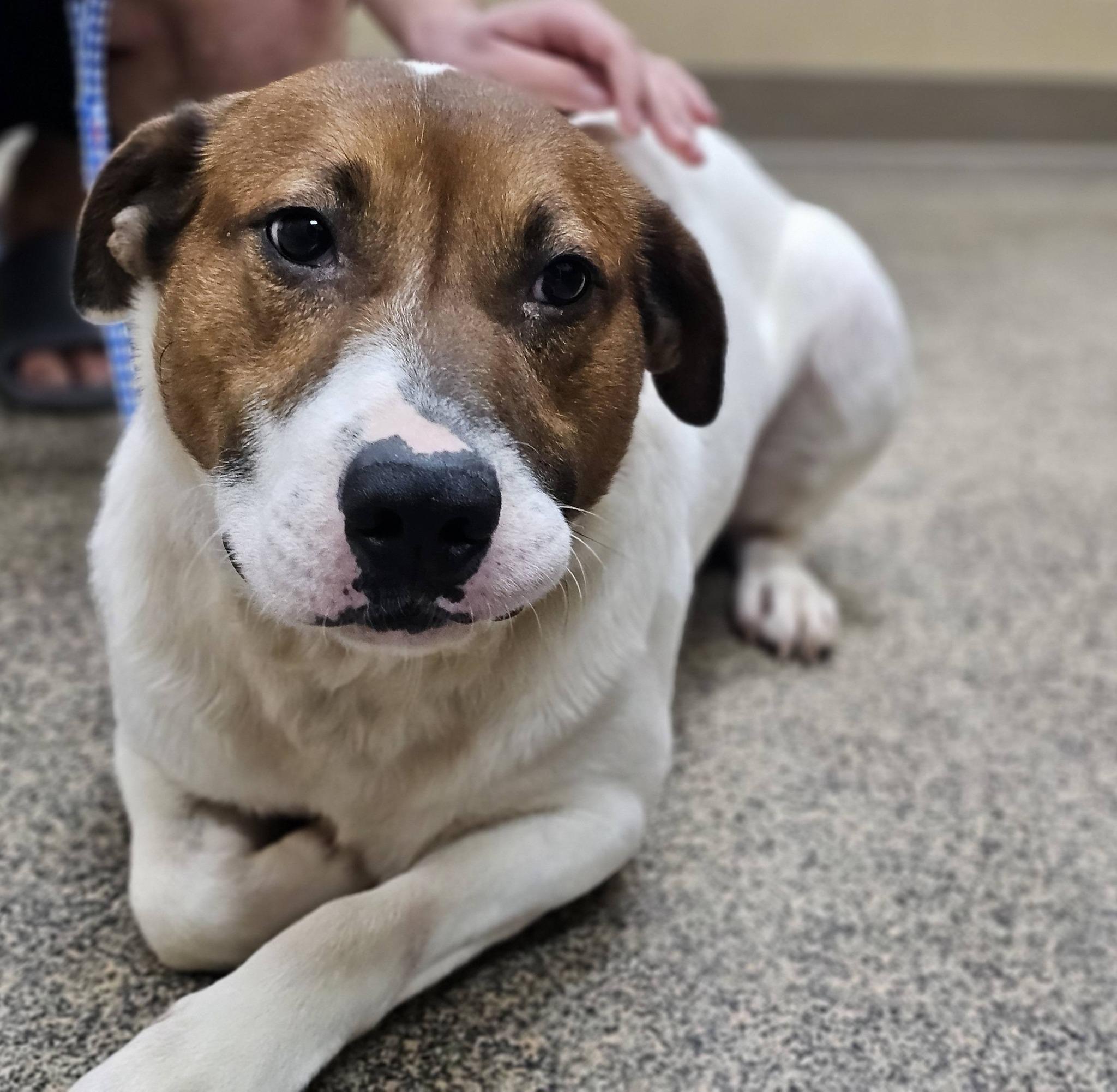 Enlarge Murray, an adopted mixed breed in Fort Payne, AL image 2/5