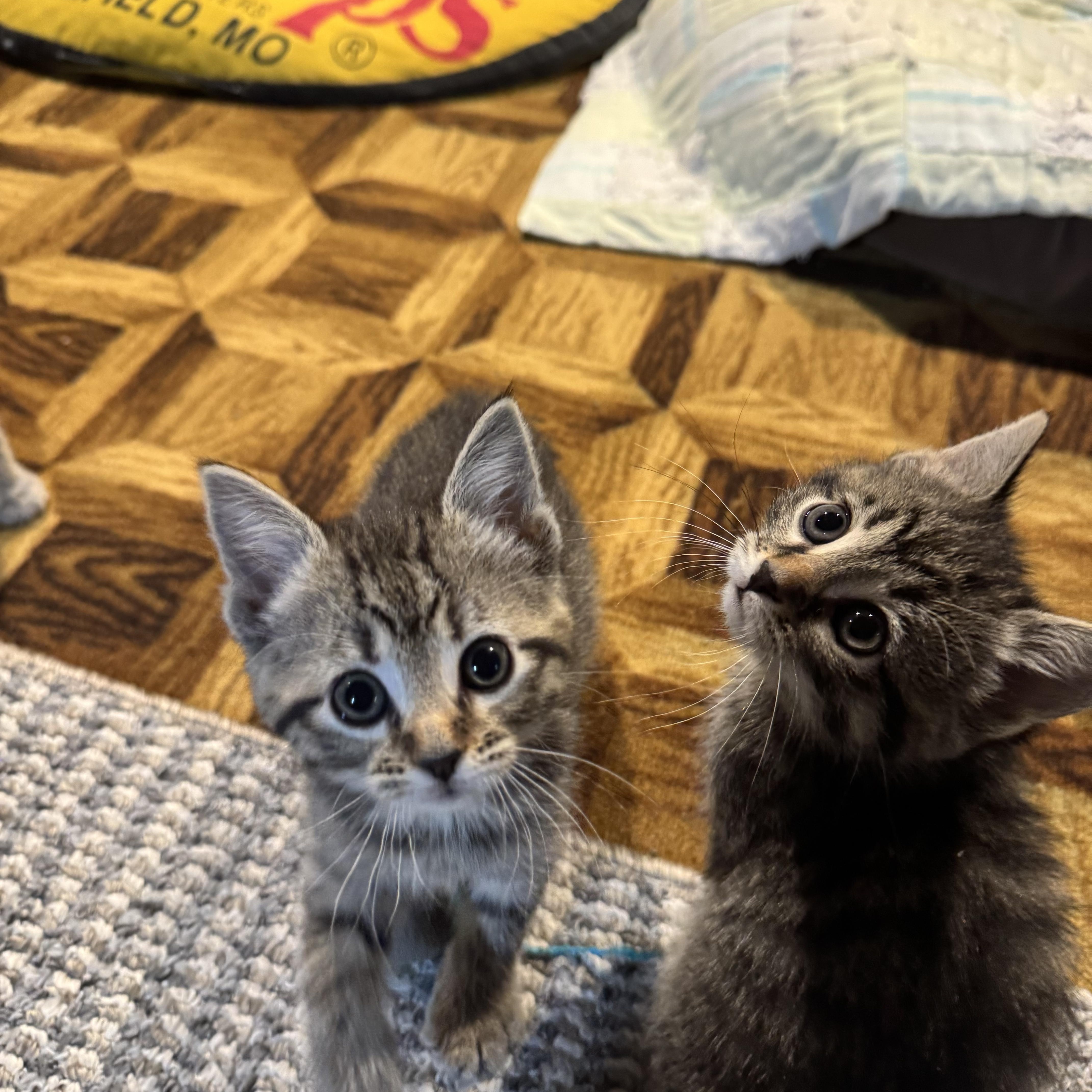 Winky, an adopted Tabby in Wadsworth, IL image 2/3