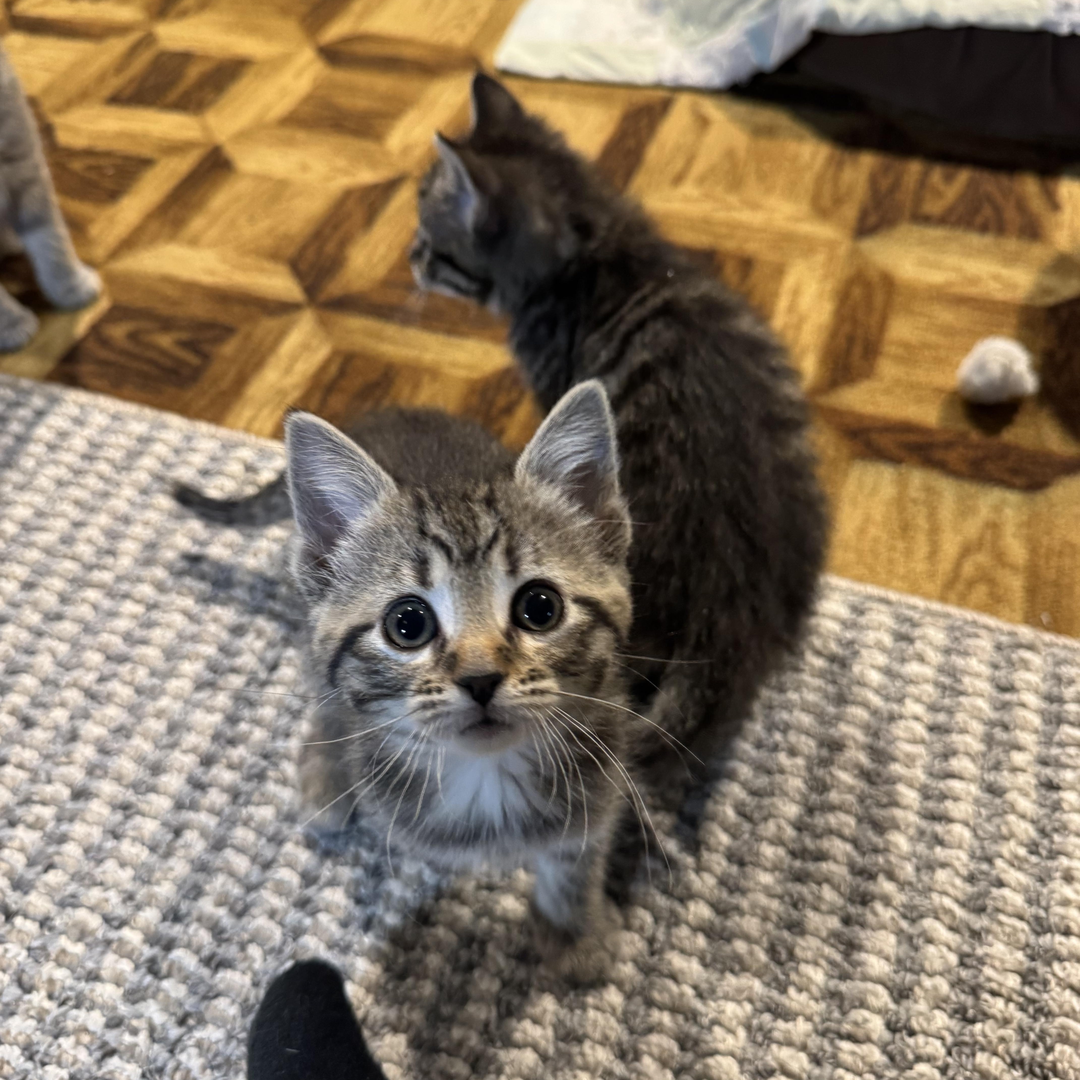 Winky, adopted, Kitten Female Tabby.