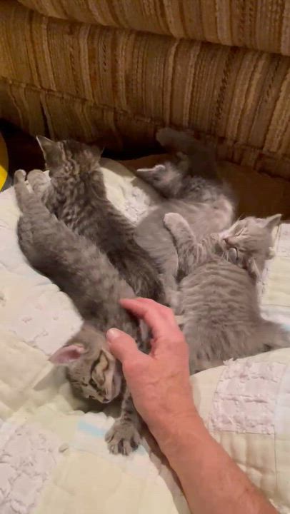 Enlarge Winky, an adopted Tabby in Wadsworth, IL video 3/3