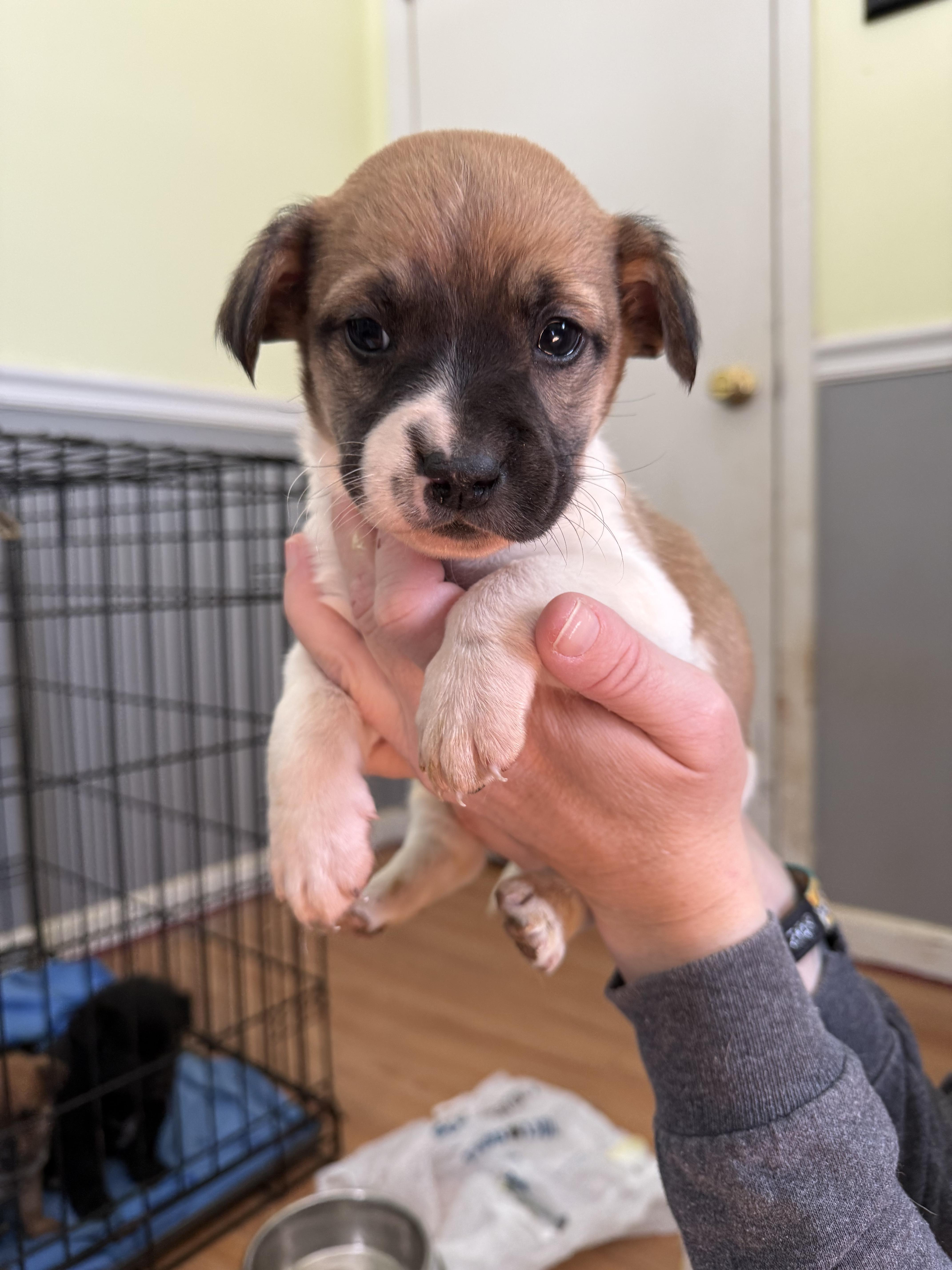 Enlarge Colby, a Adopted mixed breed in Willard, NC image 1/3