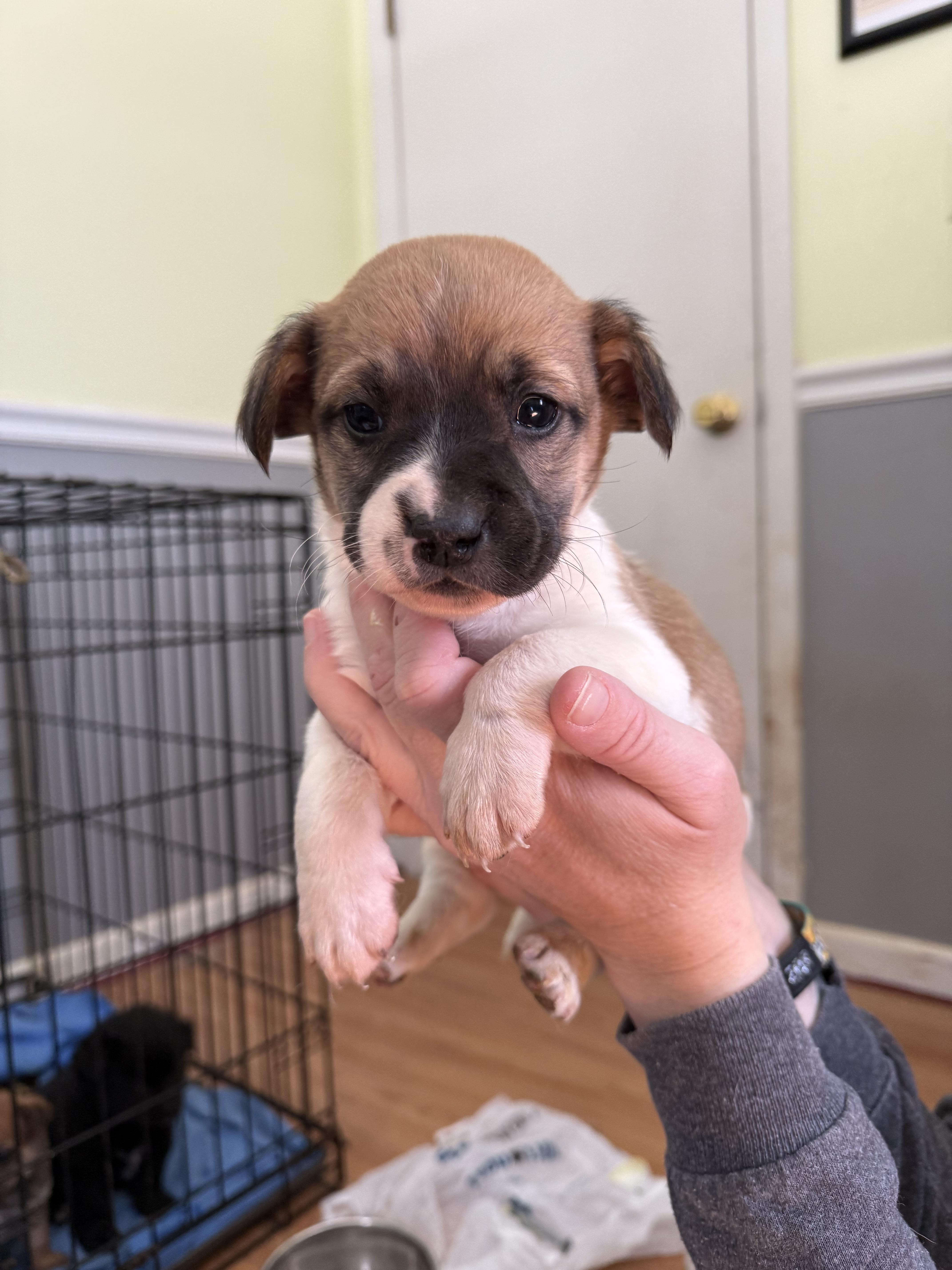 Enlarge Colby, a Adopted mixed breed in Willard, NC image 2/3