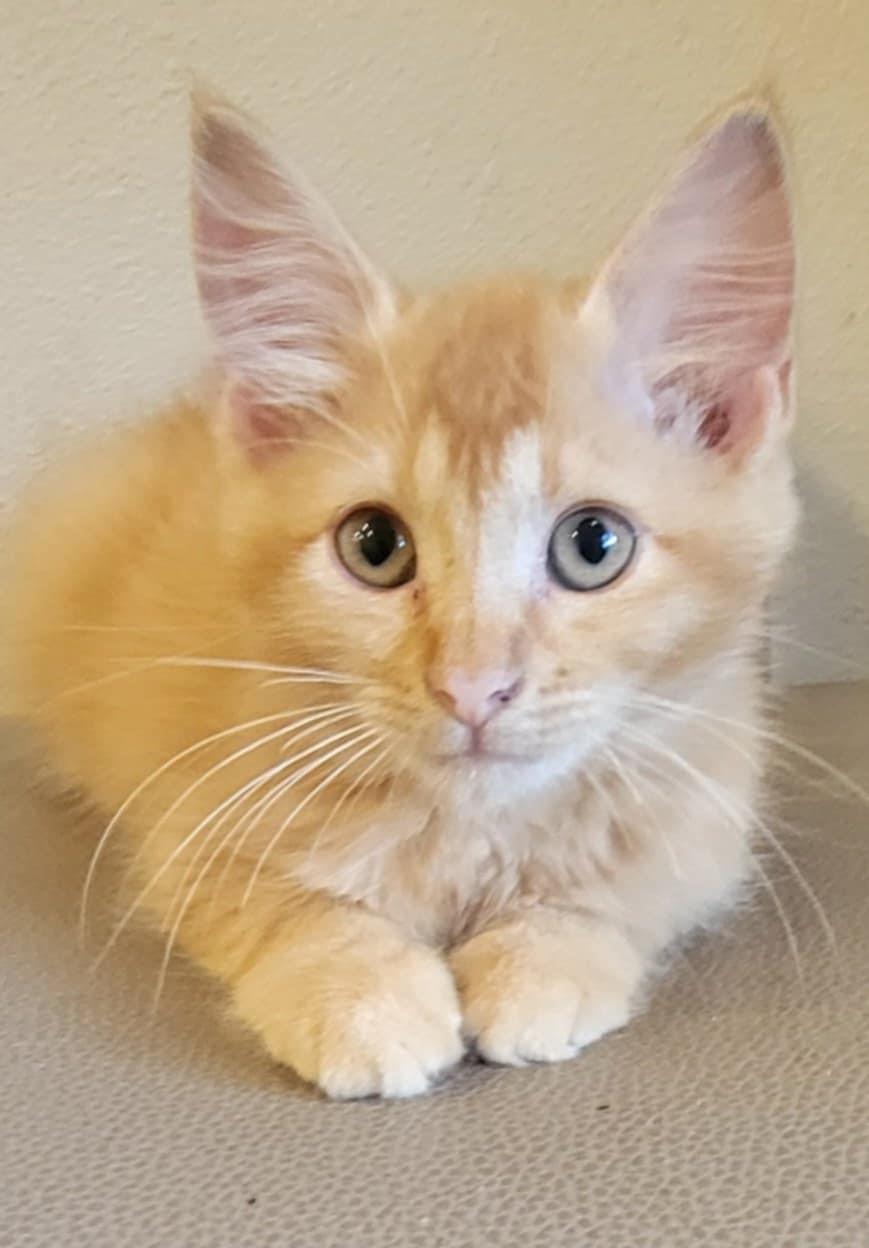 Julia, Adopted, Kitten Female Domestic Medium Hair.