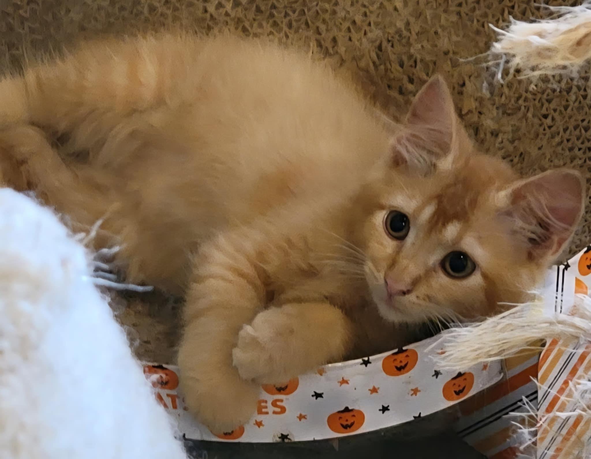 Enlarge Julia, a Adopted Domestic Medium Hair in Beaumont, TX image 2/2