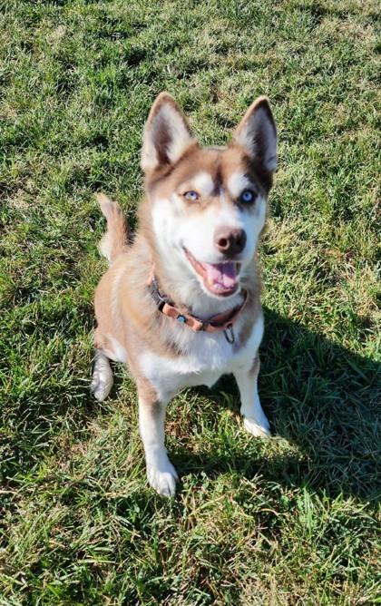 Ivy, Adoptable, Adult Female Siberian Husky & Pembroke Welsh Corgi.