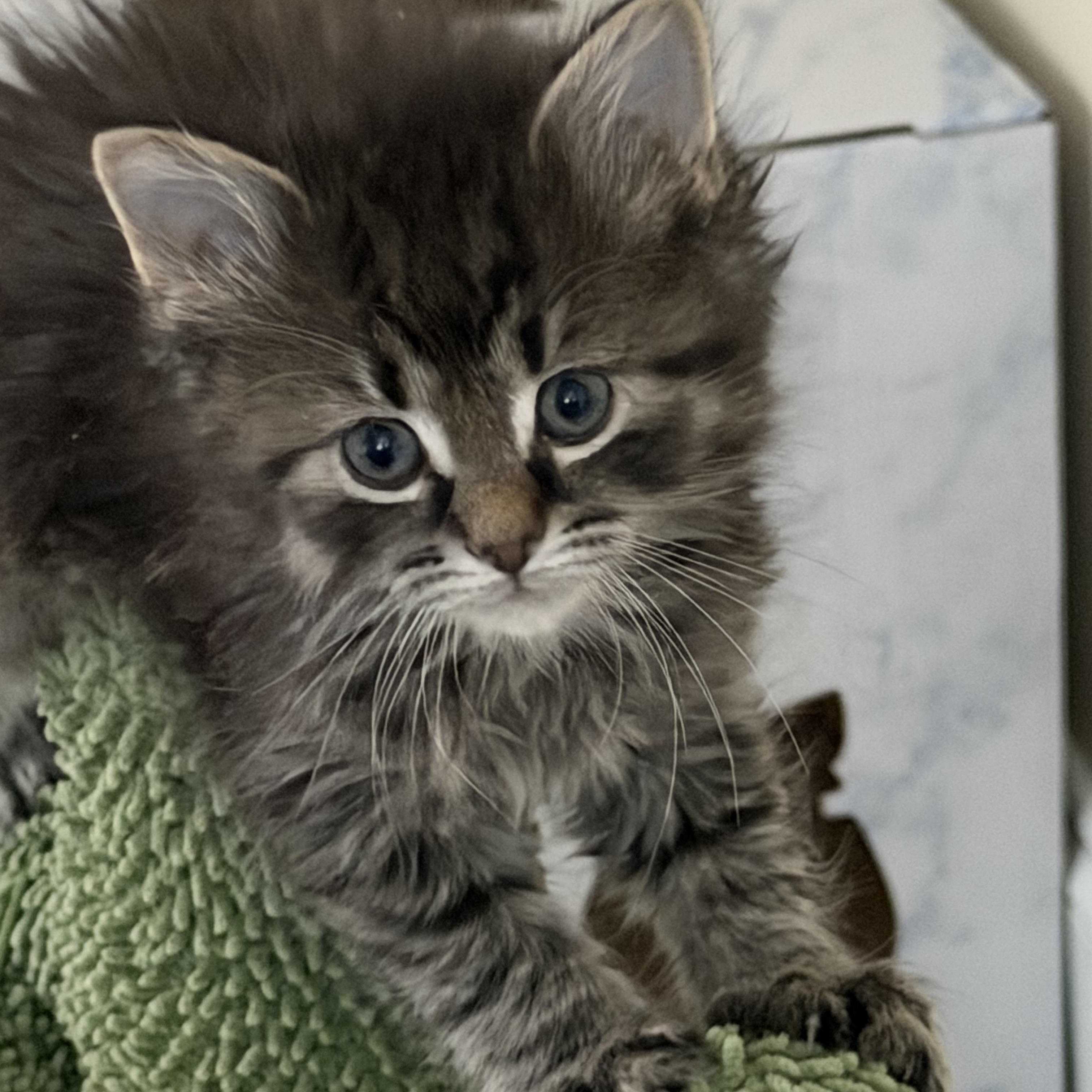 Carnelian , ADOPTABLE, Kitten Male Domestic Medium Hair.