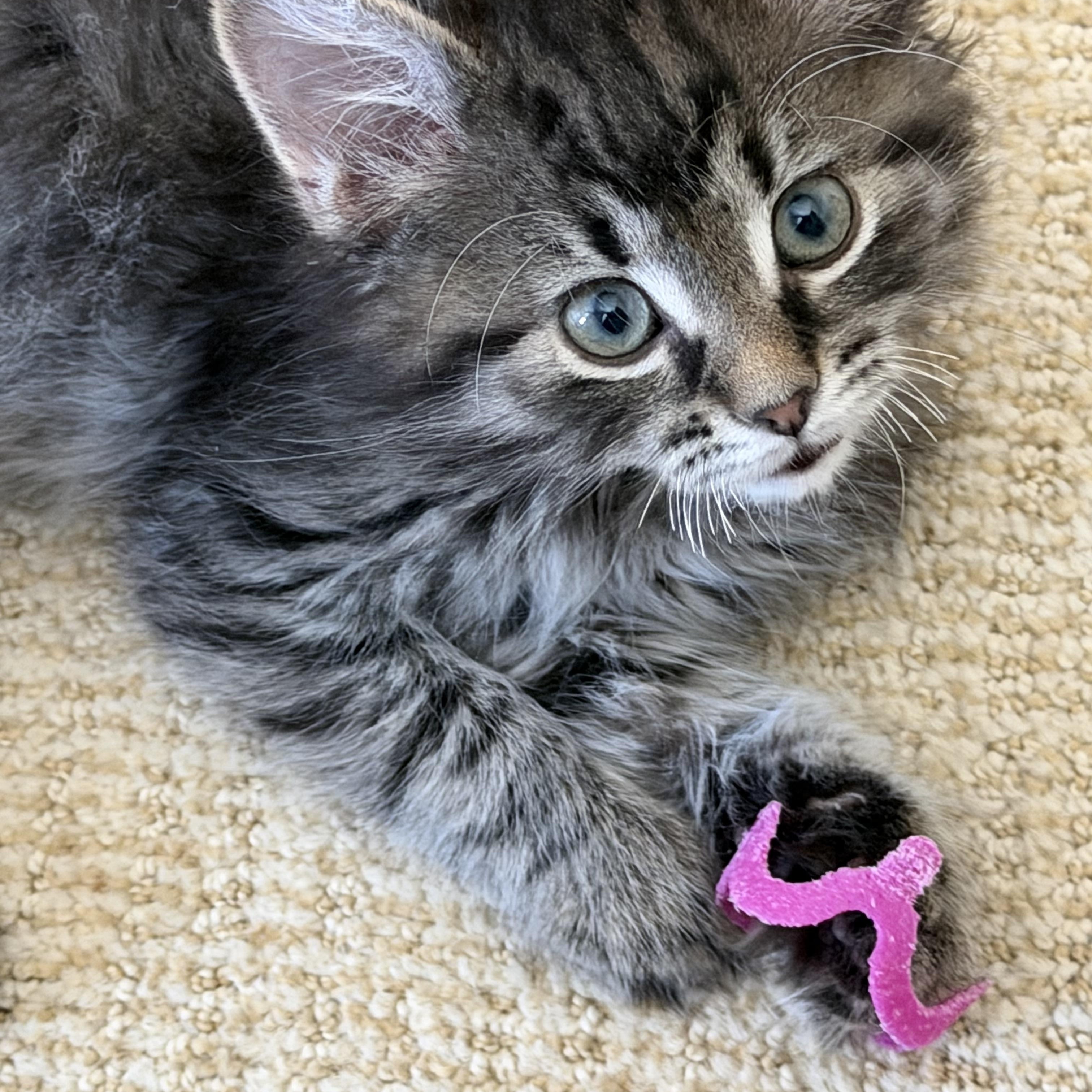 Enlarge Carnelian , a ADOPTABLE Domestic Medium Hair in Duluth, GA image 2/4
