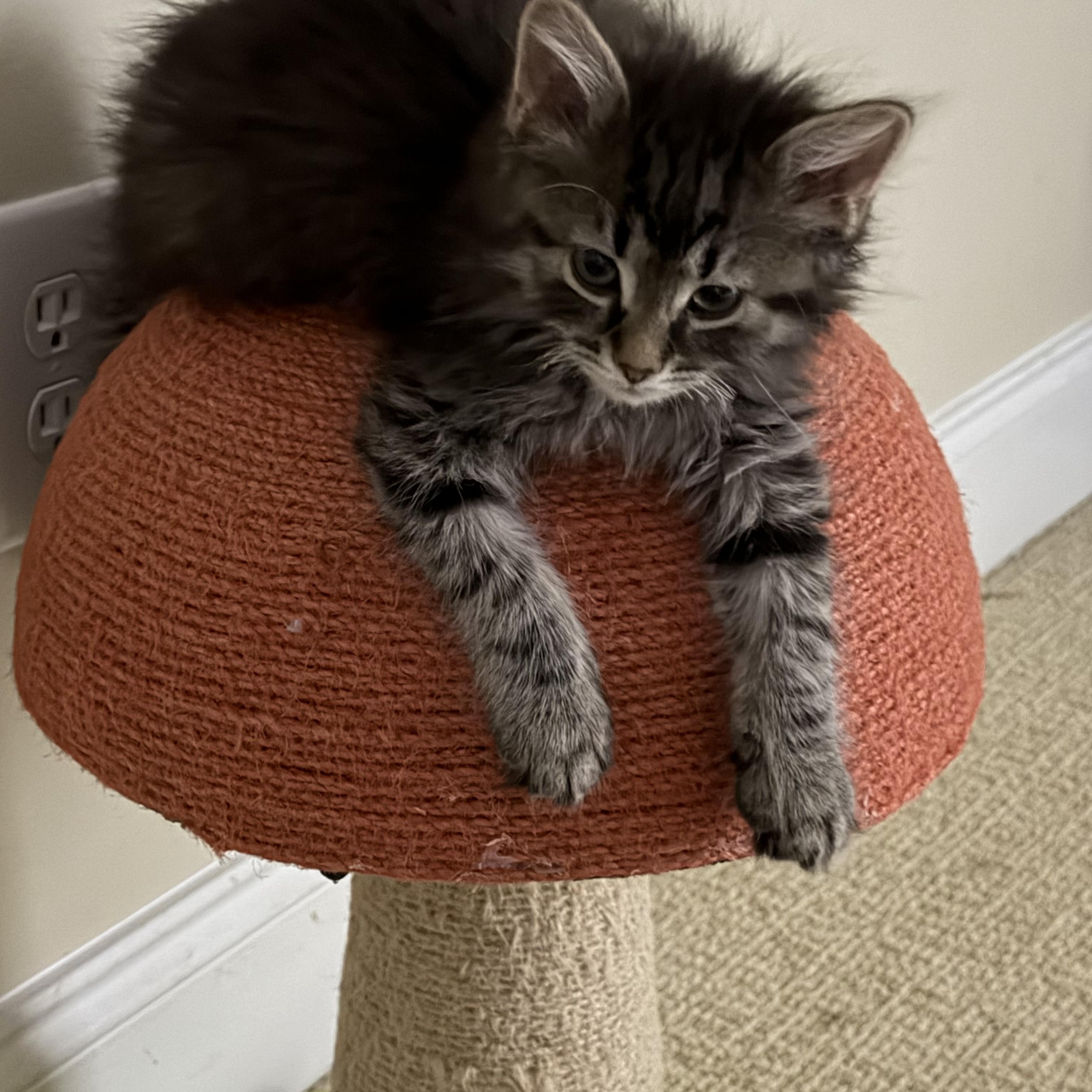 Enlarge Carnelian , a ADOPTABLE Domestic Medium Hair in Duluth, GA image 4/4