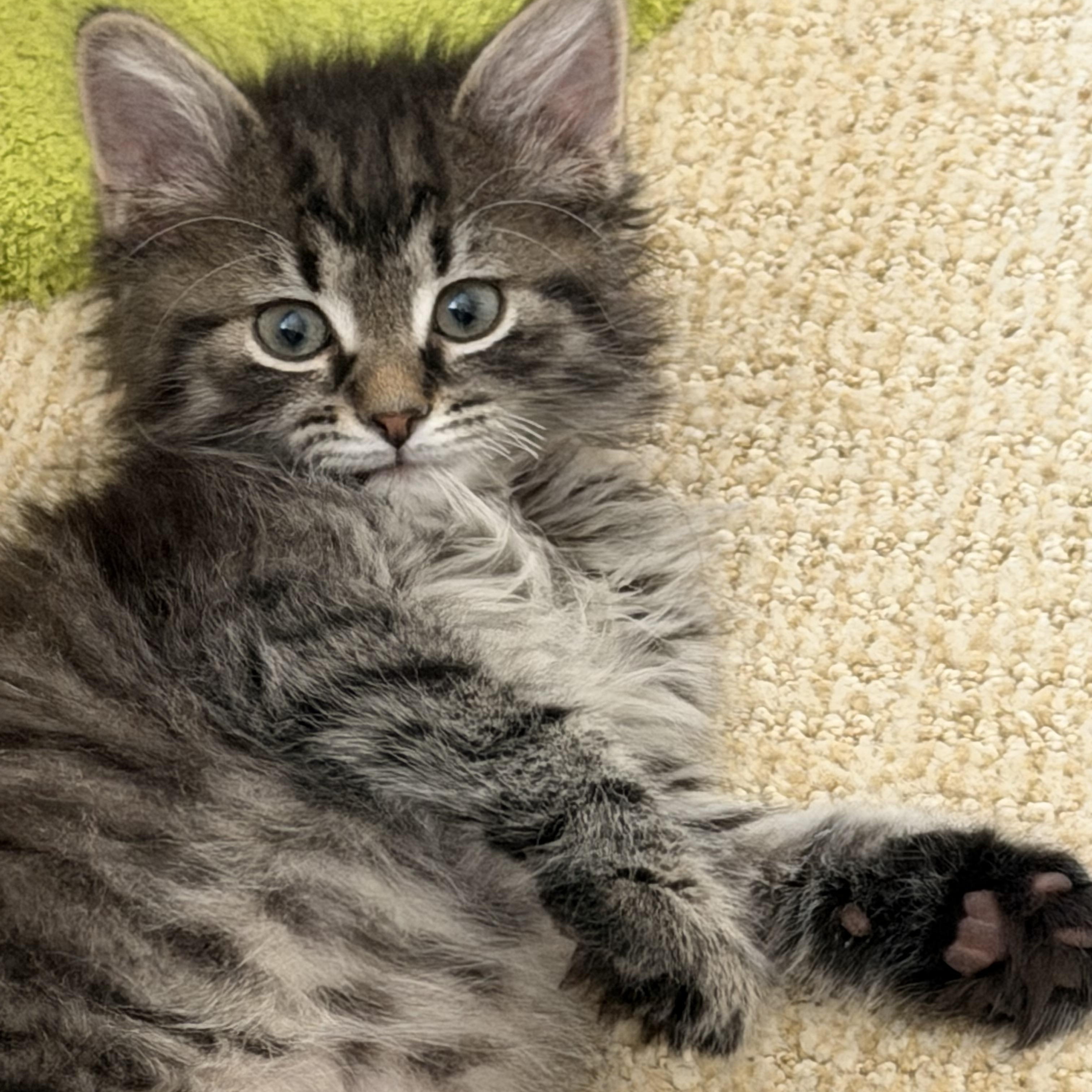 Enlarge Carnelian , a ADOPTABLE Domestic Medium Hair in Duluth, GA image 3/4