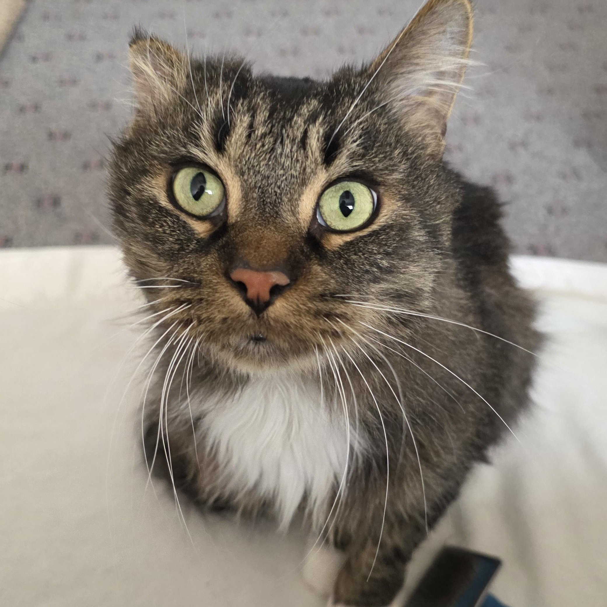 Willy, ADOPTABLE, Adult Male Domestic Long Hair.