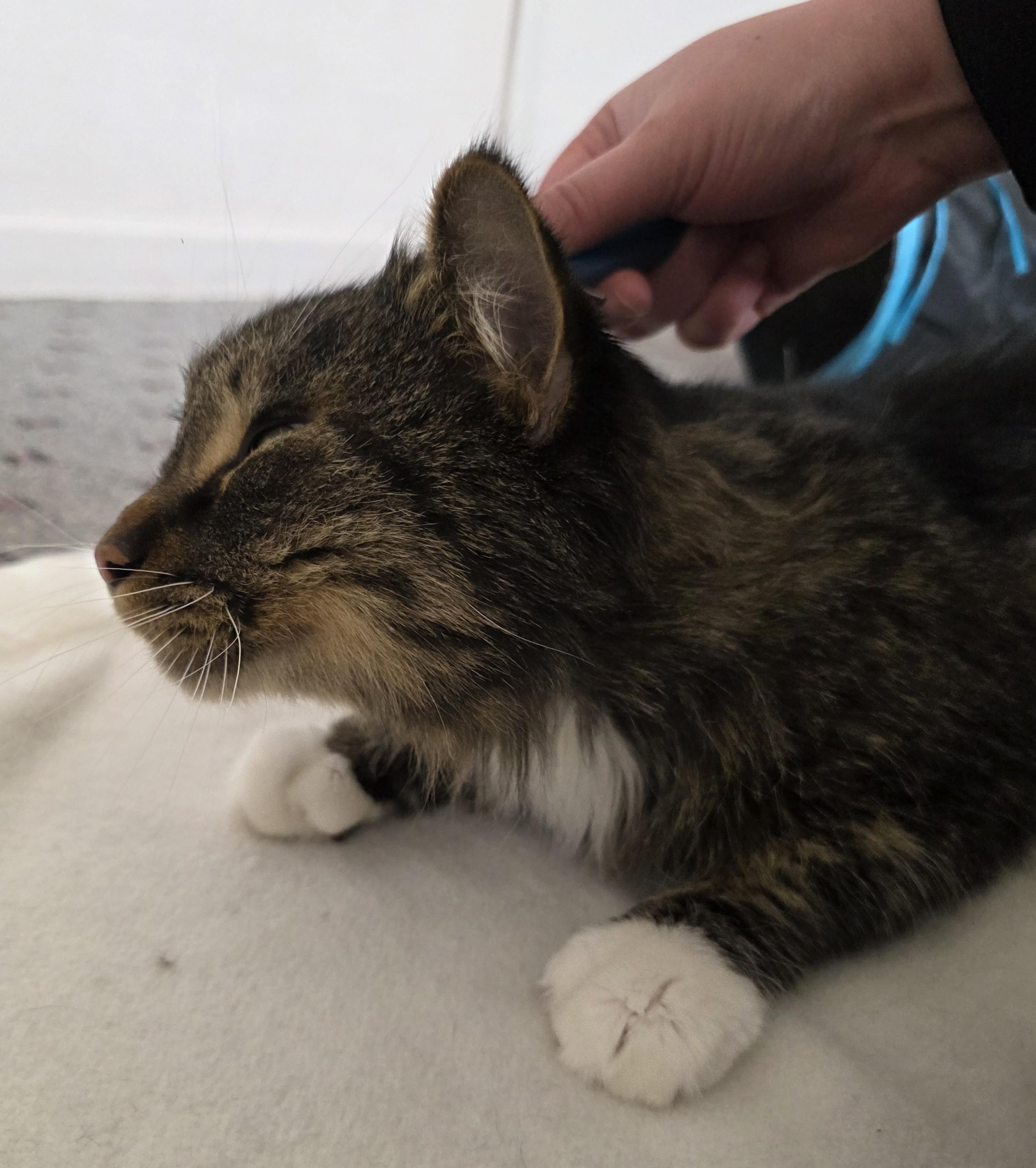 Enlarge Willy, a ADOPTABLE Domestic Long Hair in Macomb Twp, MI image 2/5