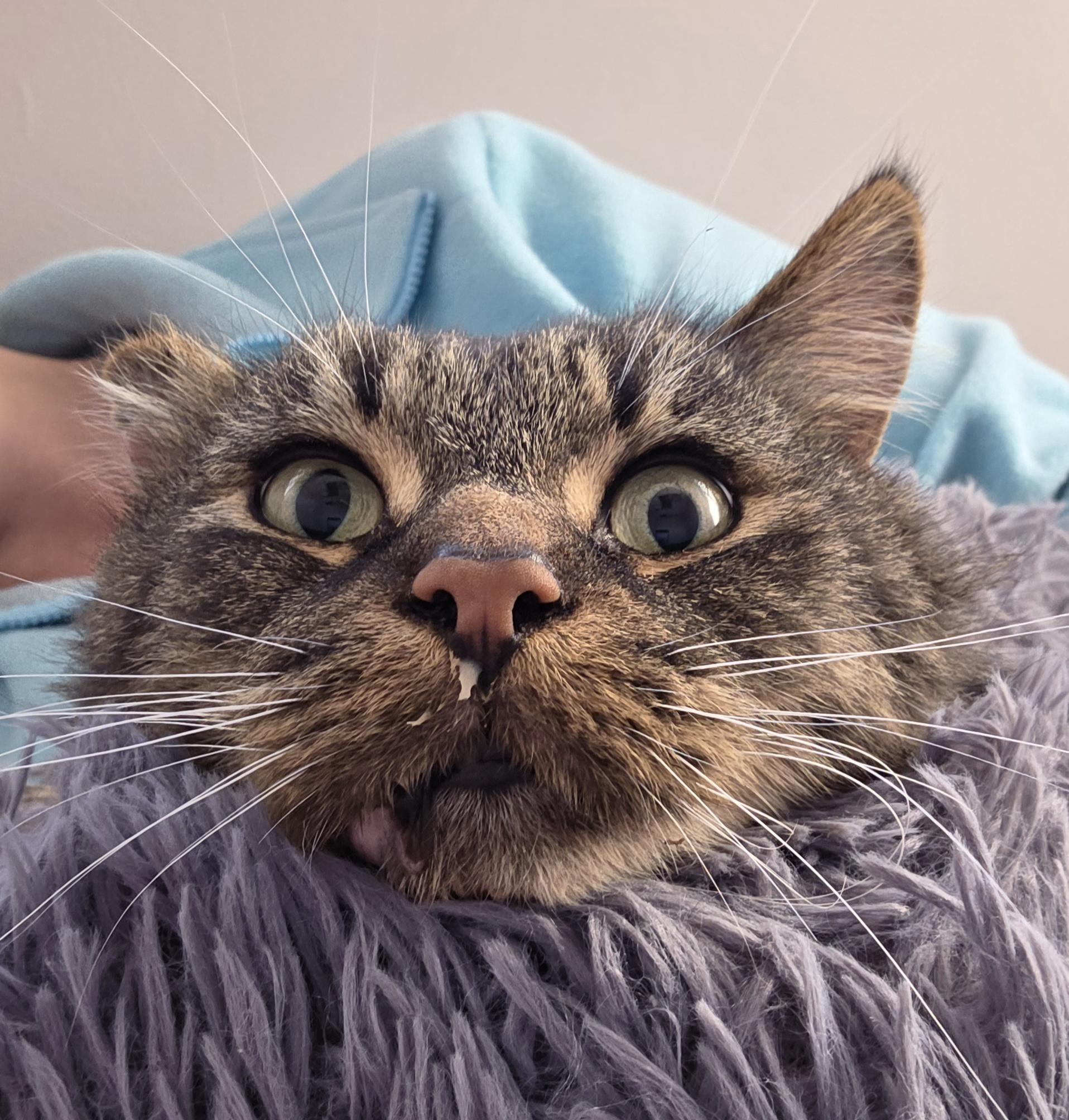 Enlarge Willy, a ADOPTABLE Domestic Long Hair in Macomb Twp, MI image 3/5