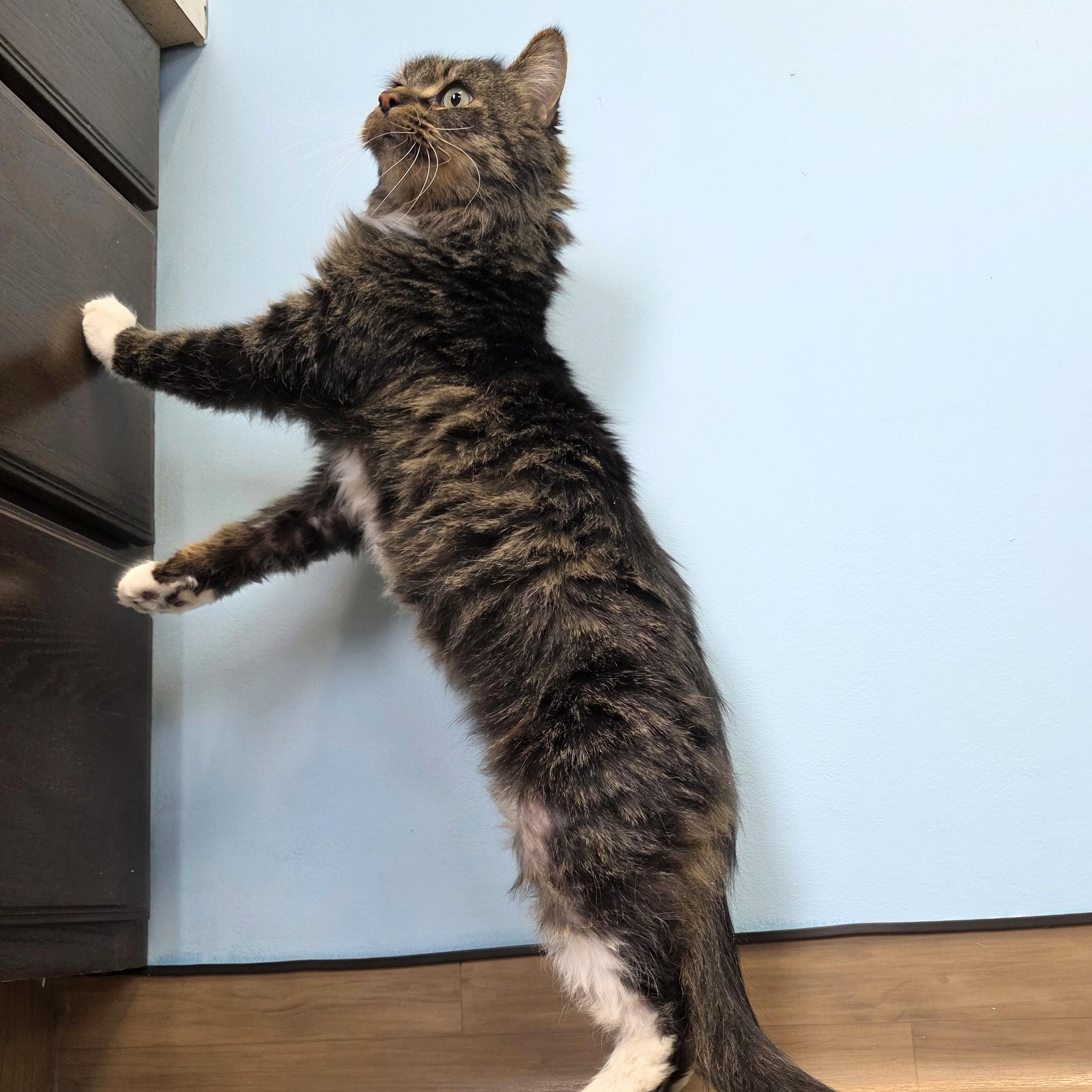 Willy, an adopted Domestic Long Hair in Macomb Twp, MI image 3/6