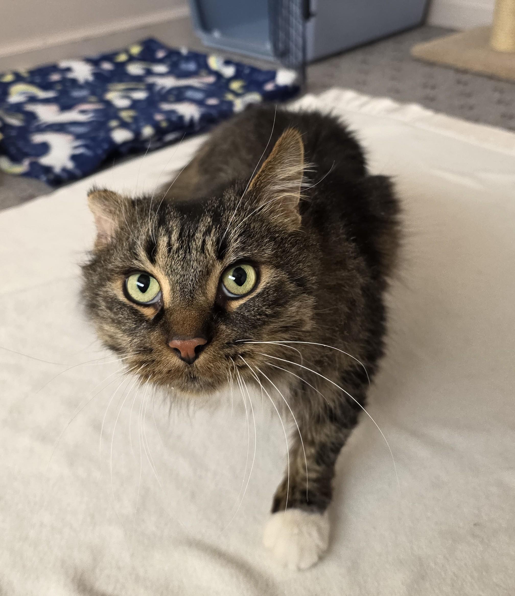 Enlarge Willy, a ADOPTABLE Domestic Long Hair in Macomb Twp, MI image 4/5