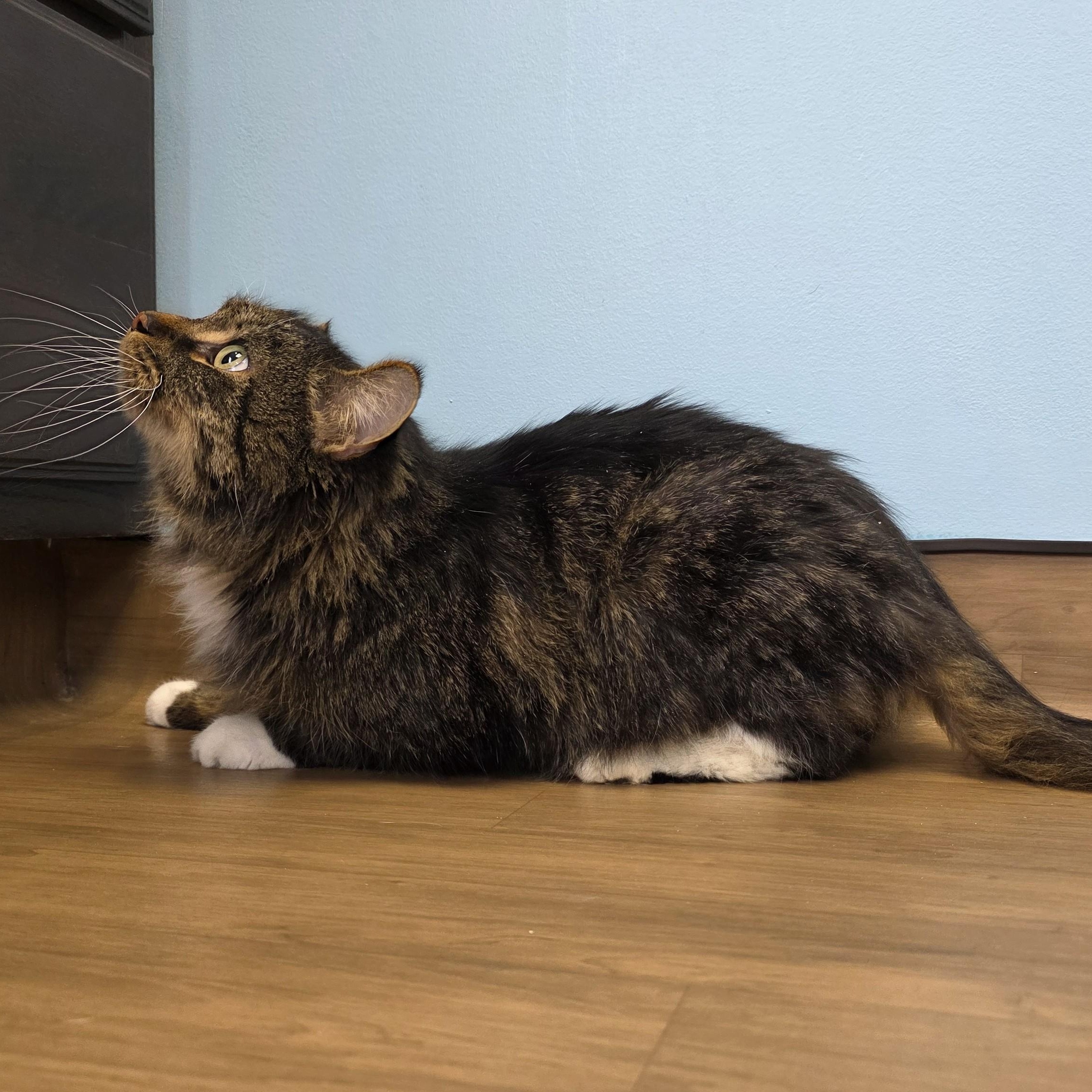 Willy, an adopted Domestic Long Hair in Macomb Twp, MI image 4/6