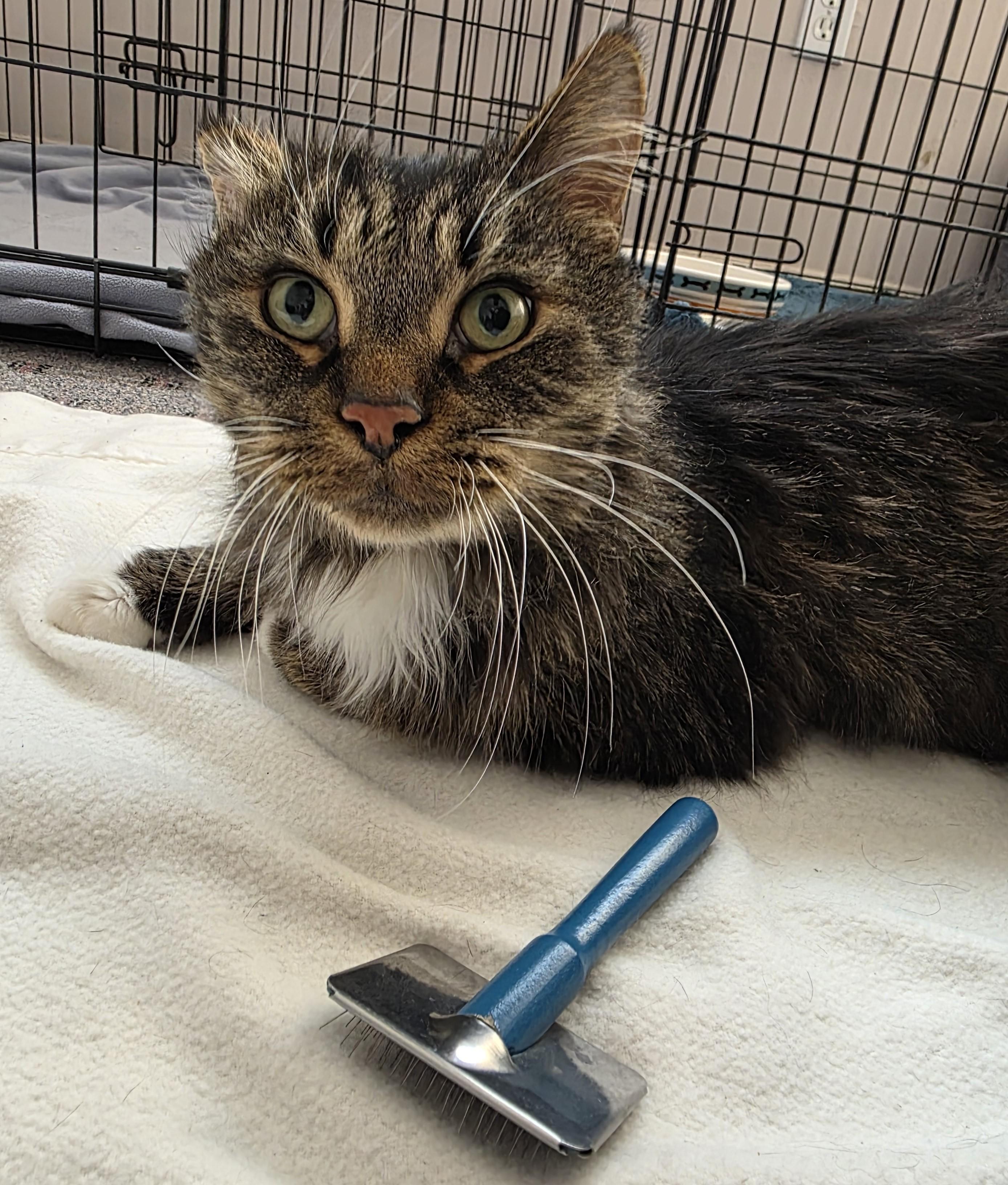 Enlarge Willy, a ADOPTABLE Domestic Long Hair in Macomb Twp, MI image 5/5