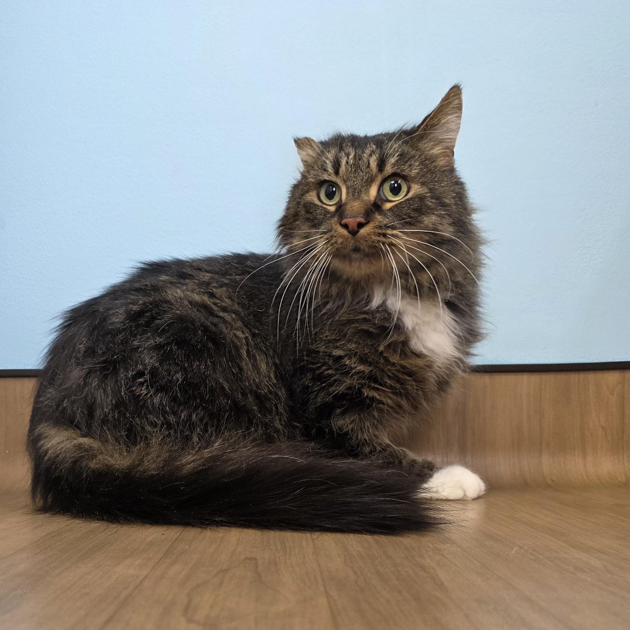 Willy, ADOPTABLE, Adult Male Domestic Long Hair.