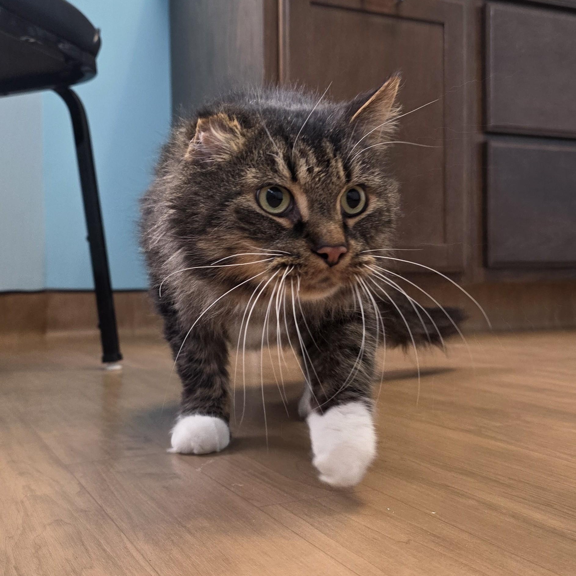Willy, an adopted Domestic Long Hair in Macomb Twp, MI image 5/6