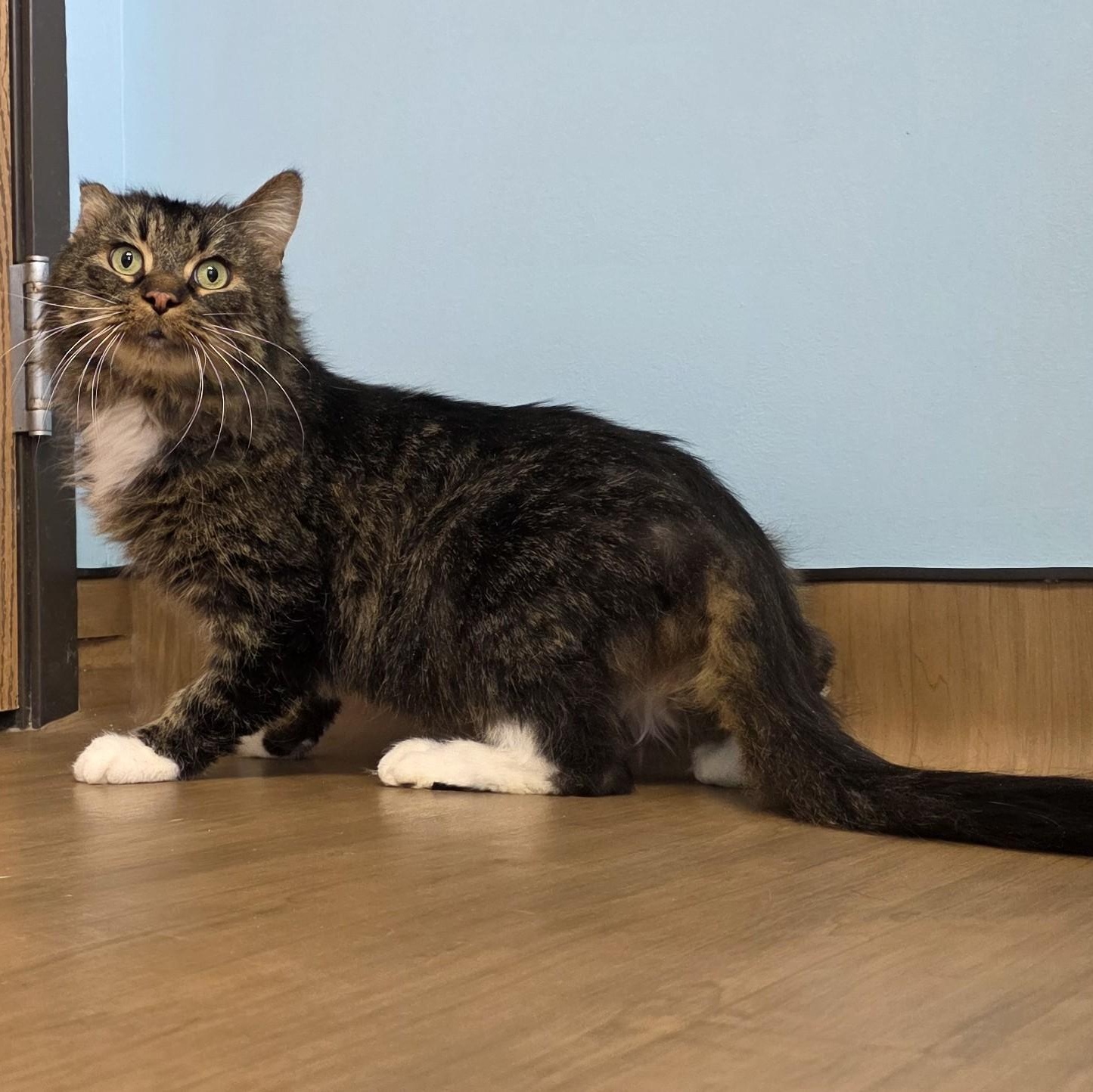 Willy, an adopted Domestic Long Hair in Macomb Twp, MI image 2/6