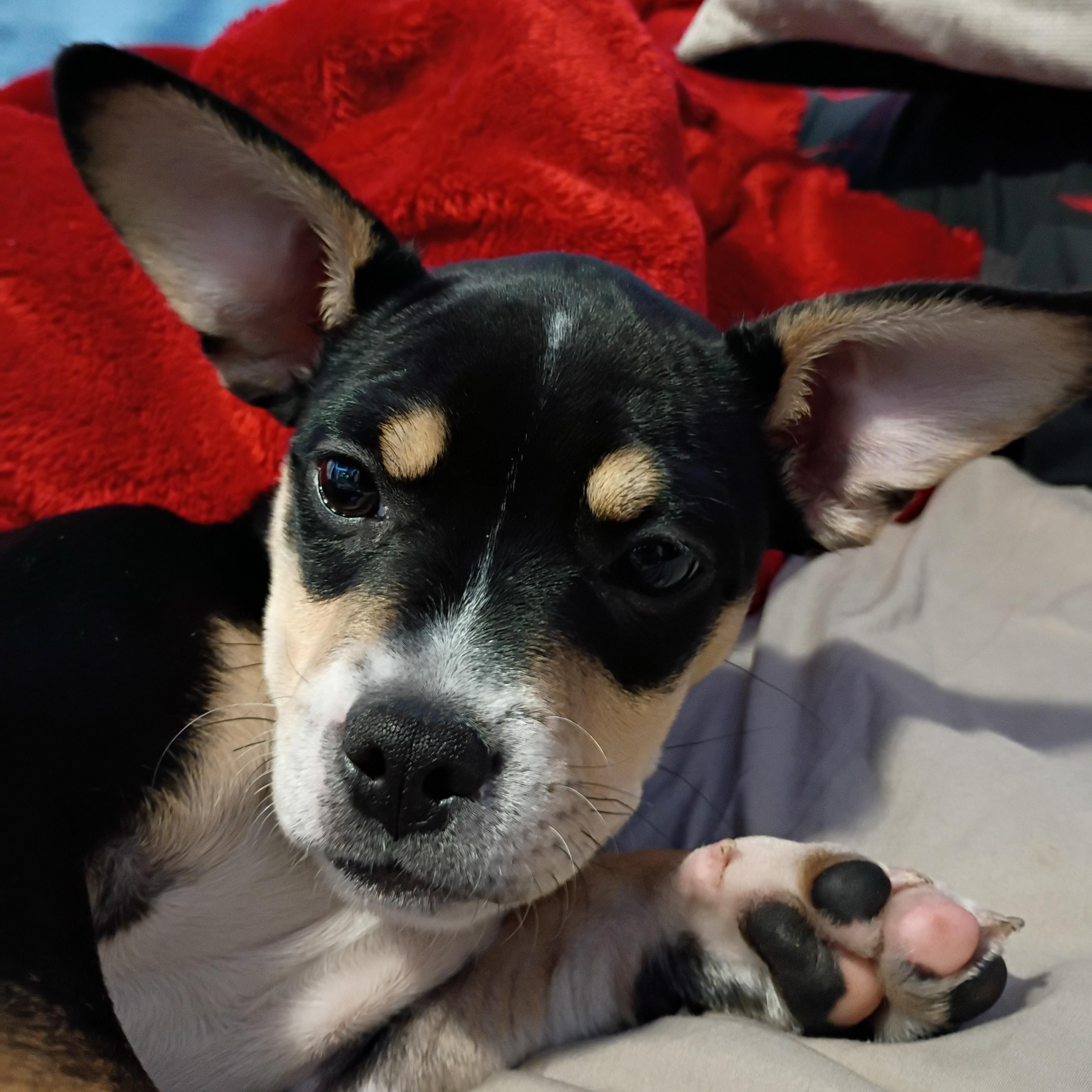 Rocky, ADOPTABLE, Puppy Male French Bulldog & Chihuahua.