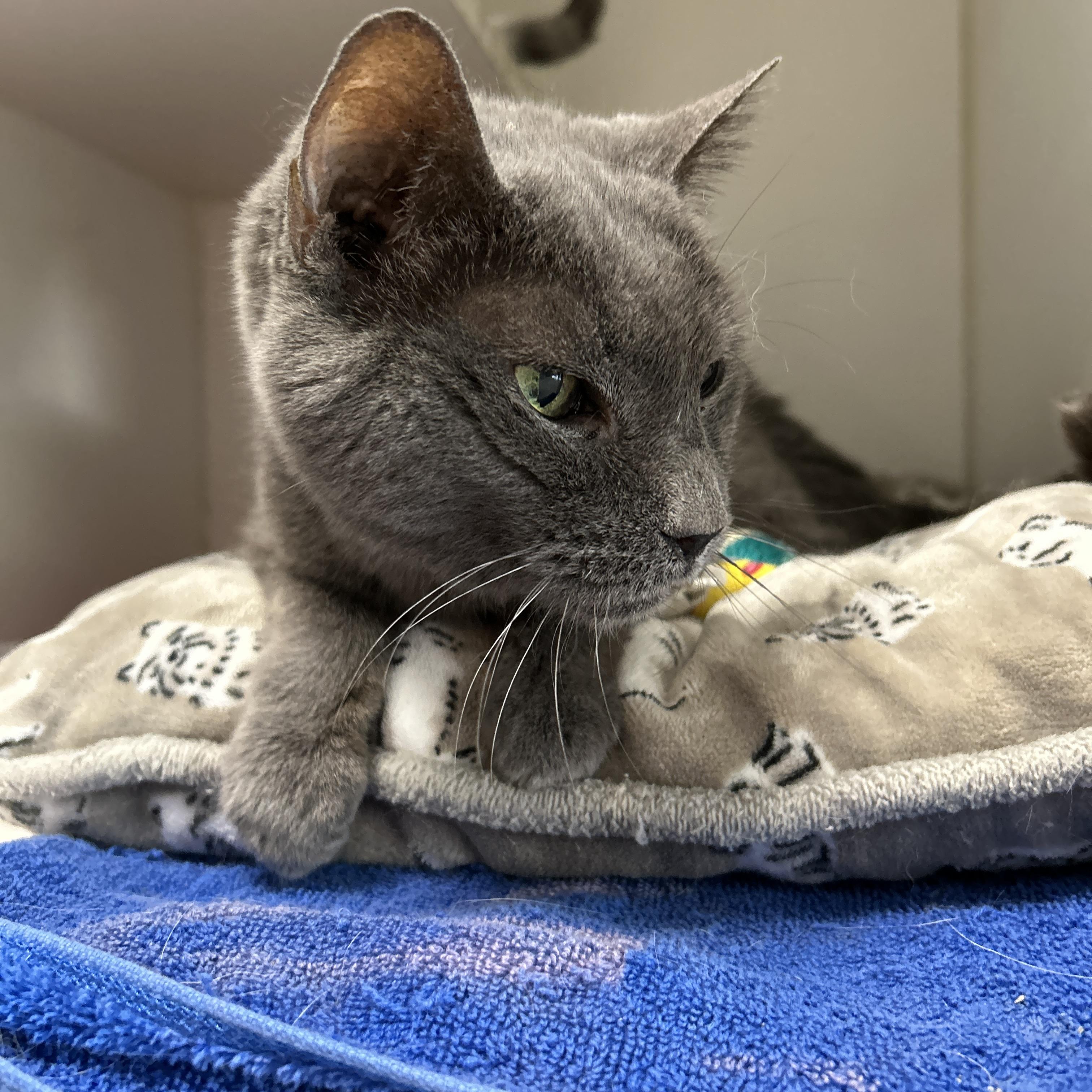 Lexi, Adoptable, Adult Female Domestic Short Hair.