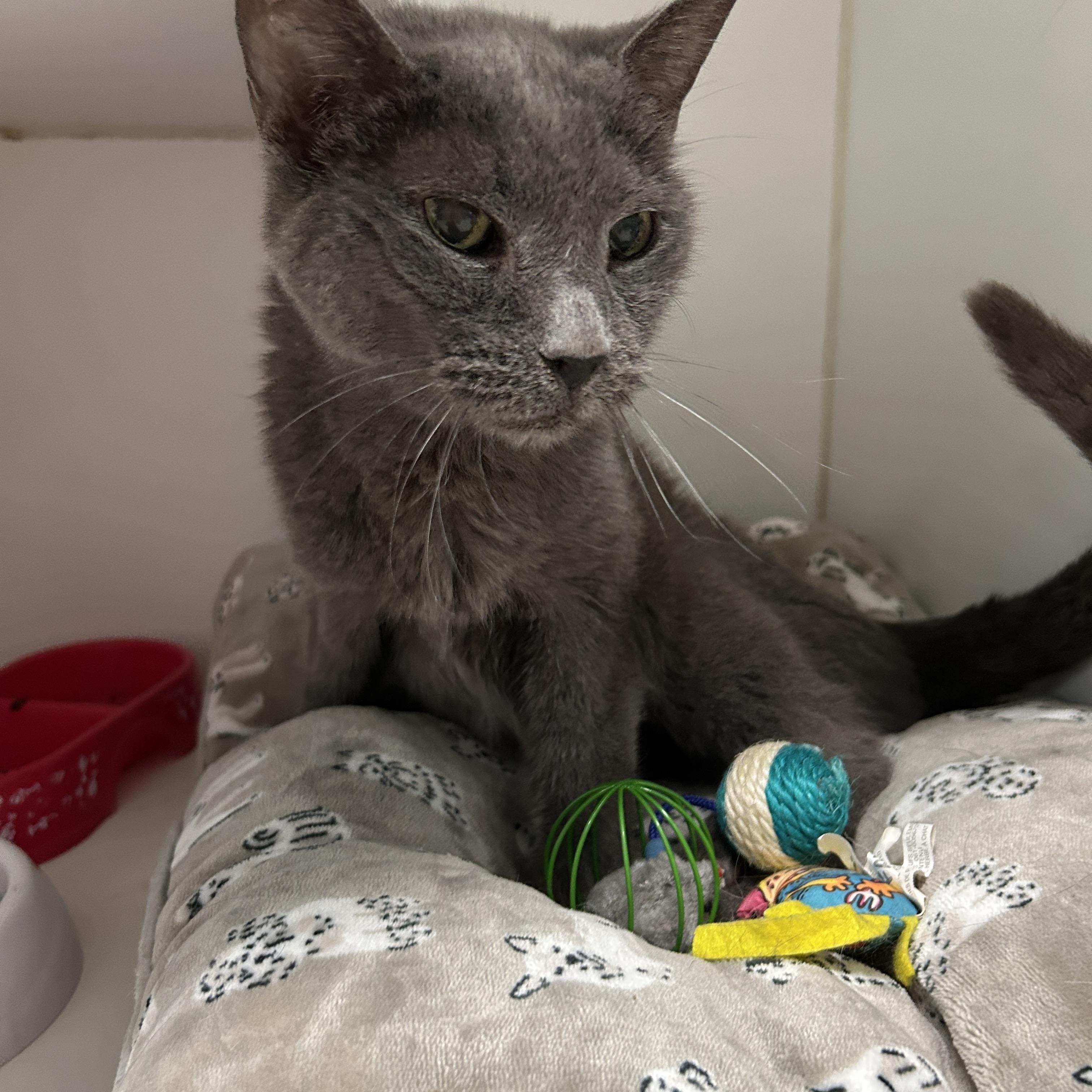 Enlarge Lexi, a Adoptable Domestic Short Hair in La Grange Park, IL image 2/5