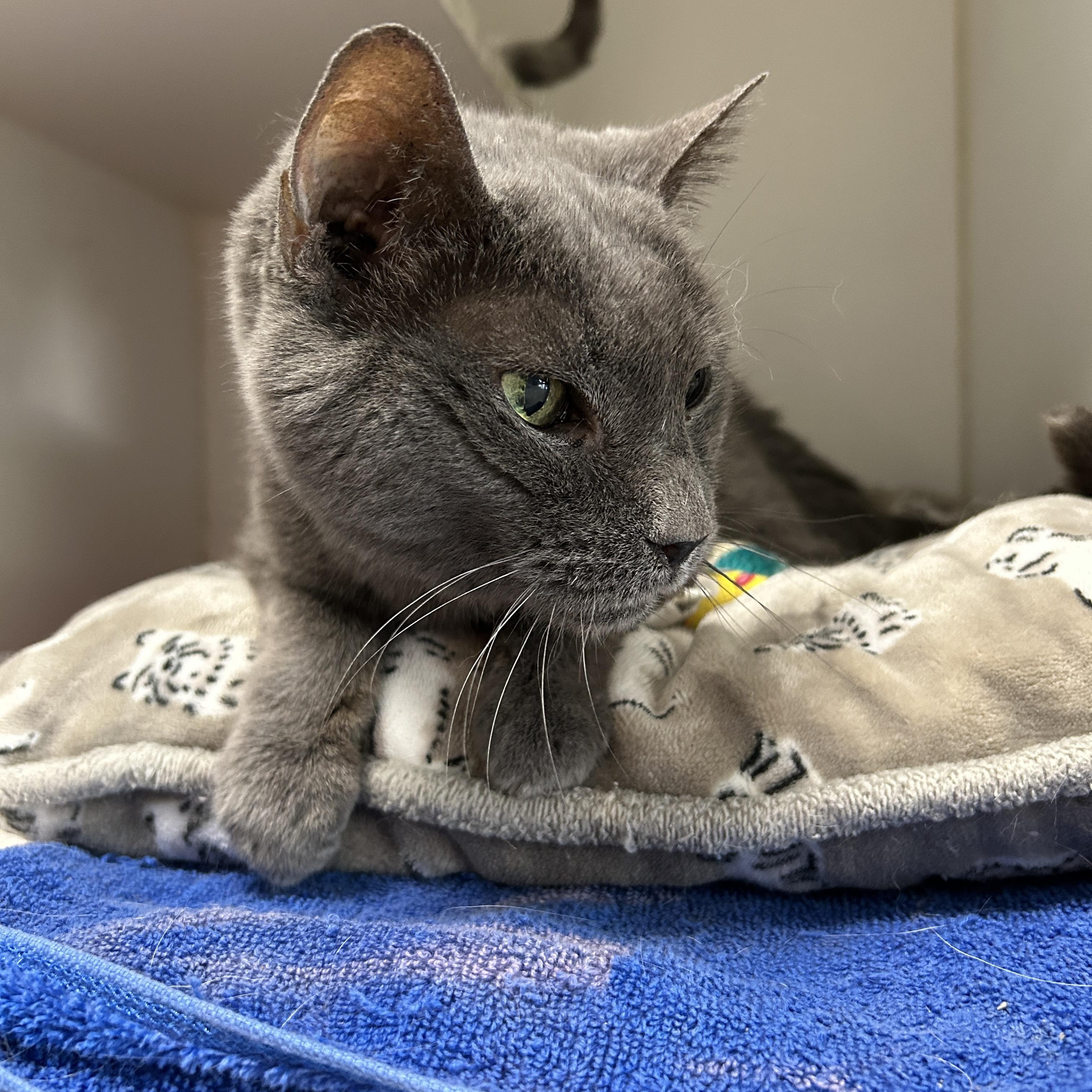 Enlarge Lexi, a Adoptable Domestic Short Hair in La Grange Park, IL image 3/5