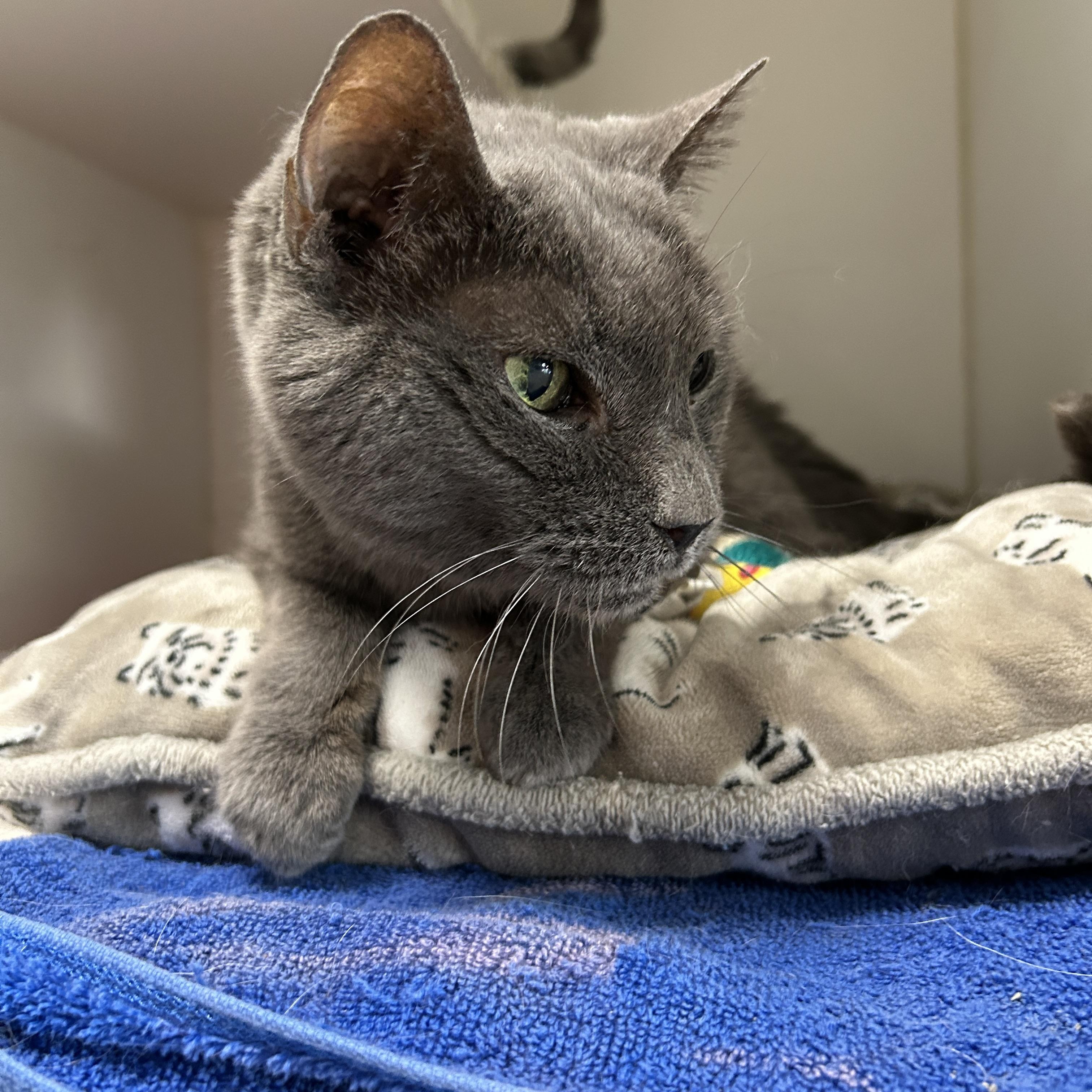 Enlarge Lexi, a Adoptable Domestic Short Hair in La Grange Park, IL image 5/5